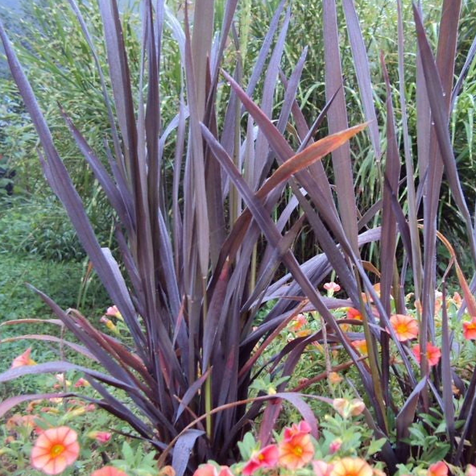 Oryza Sativa 'Black Mountain'