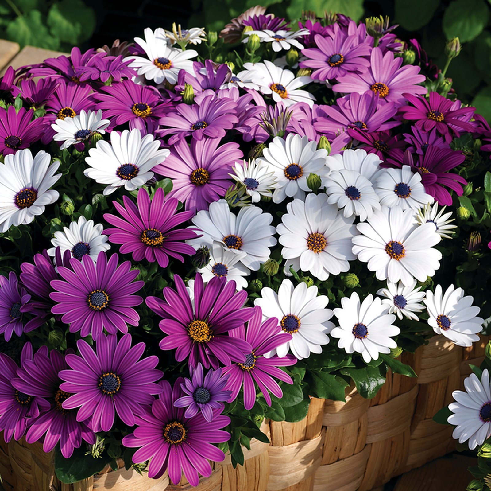 Osteospermum Mixed