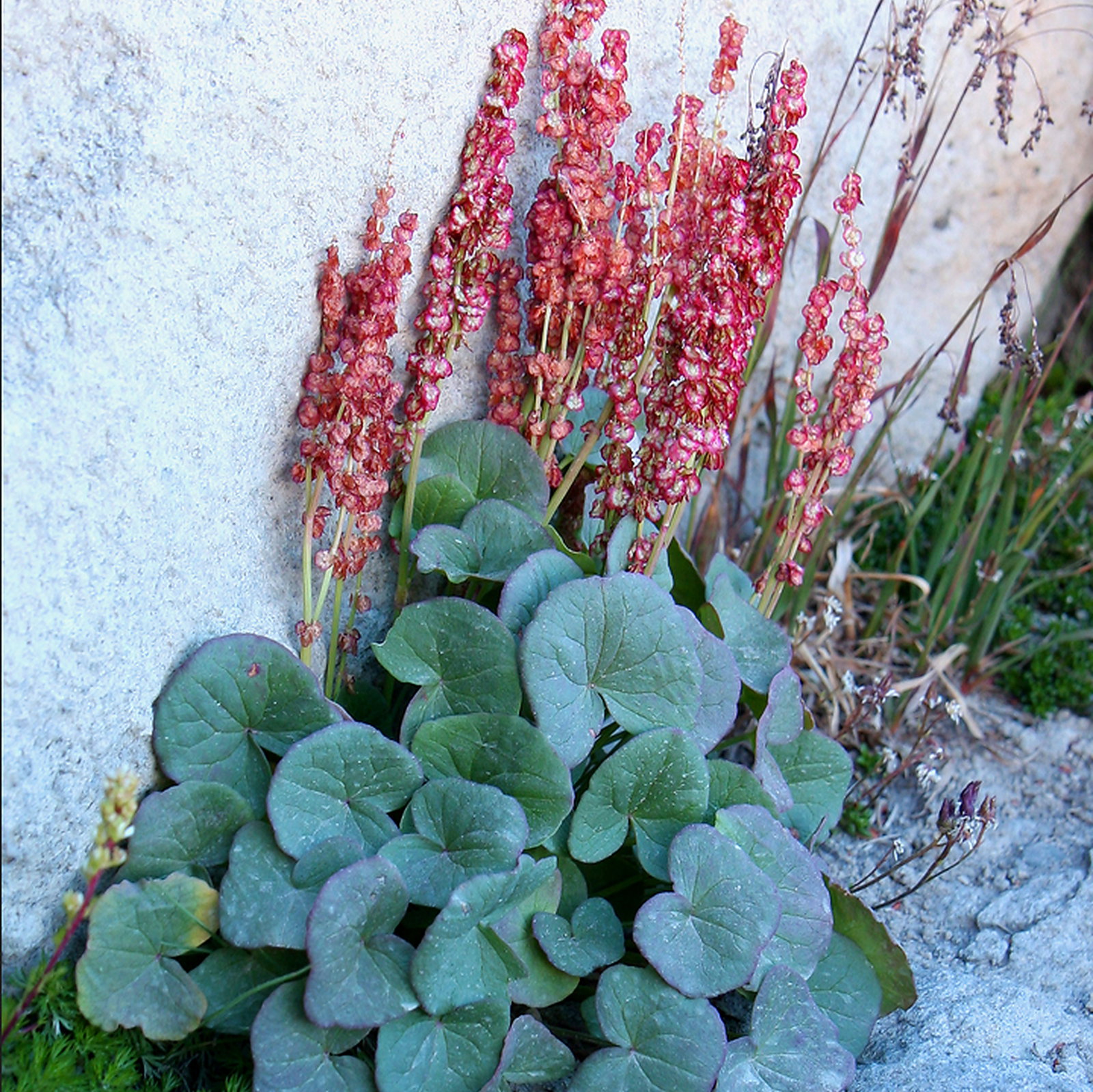 Oxyria Digyna