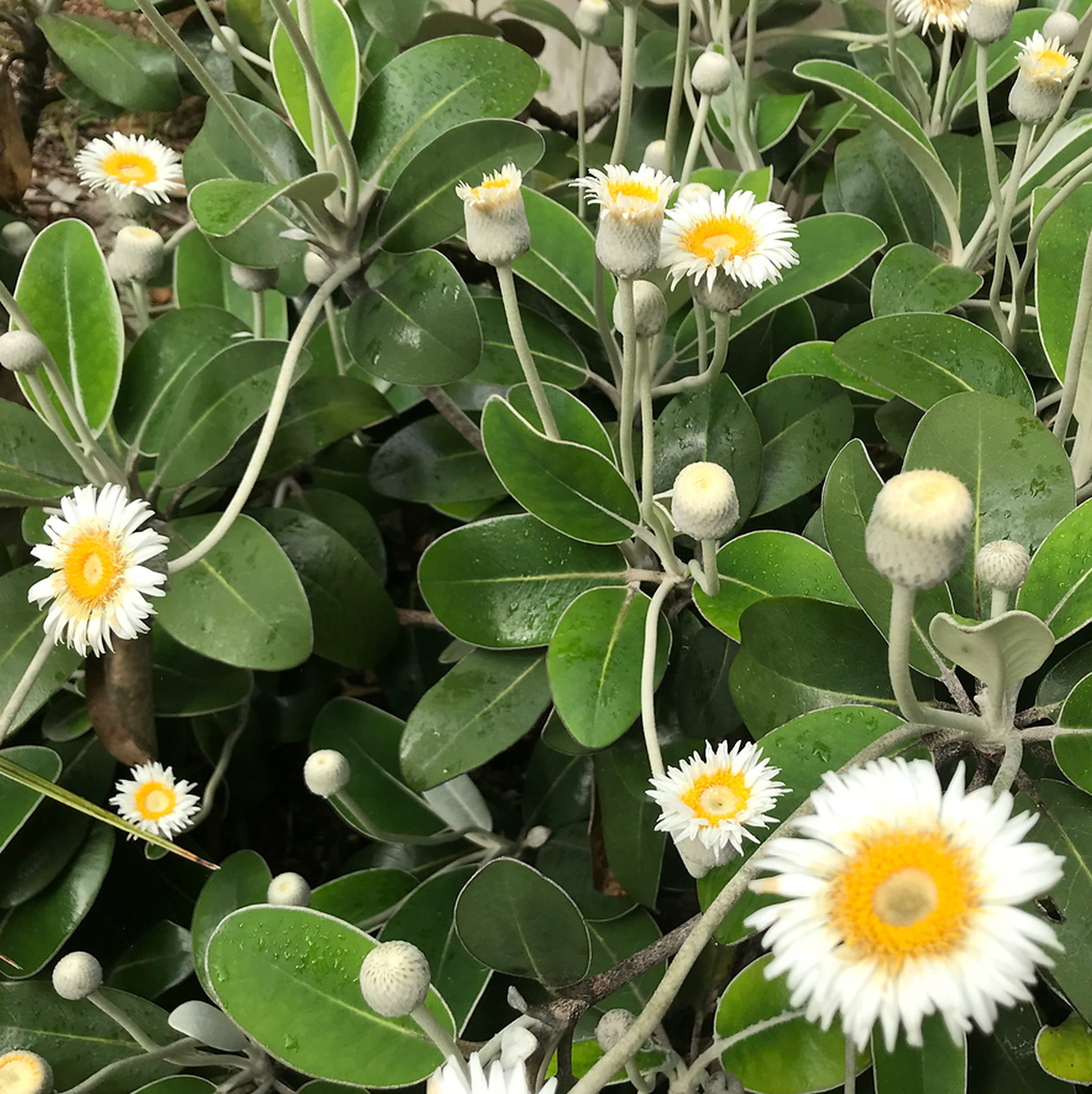 Pachystegia Insignis