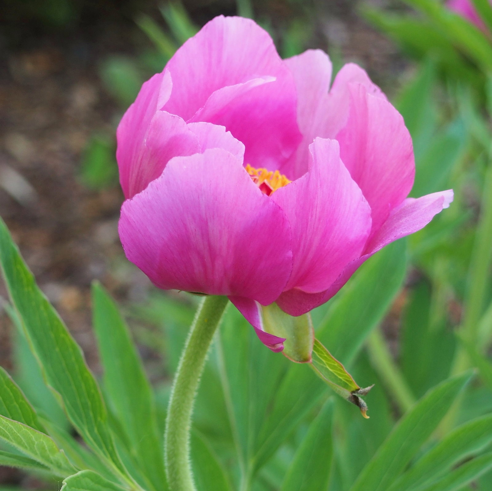Paeonia Anomala Subsp. Veitchii