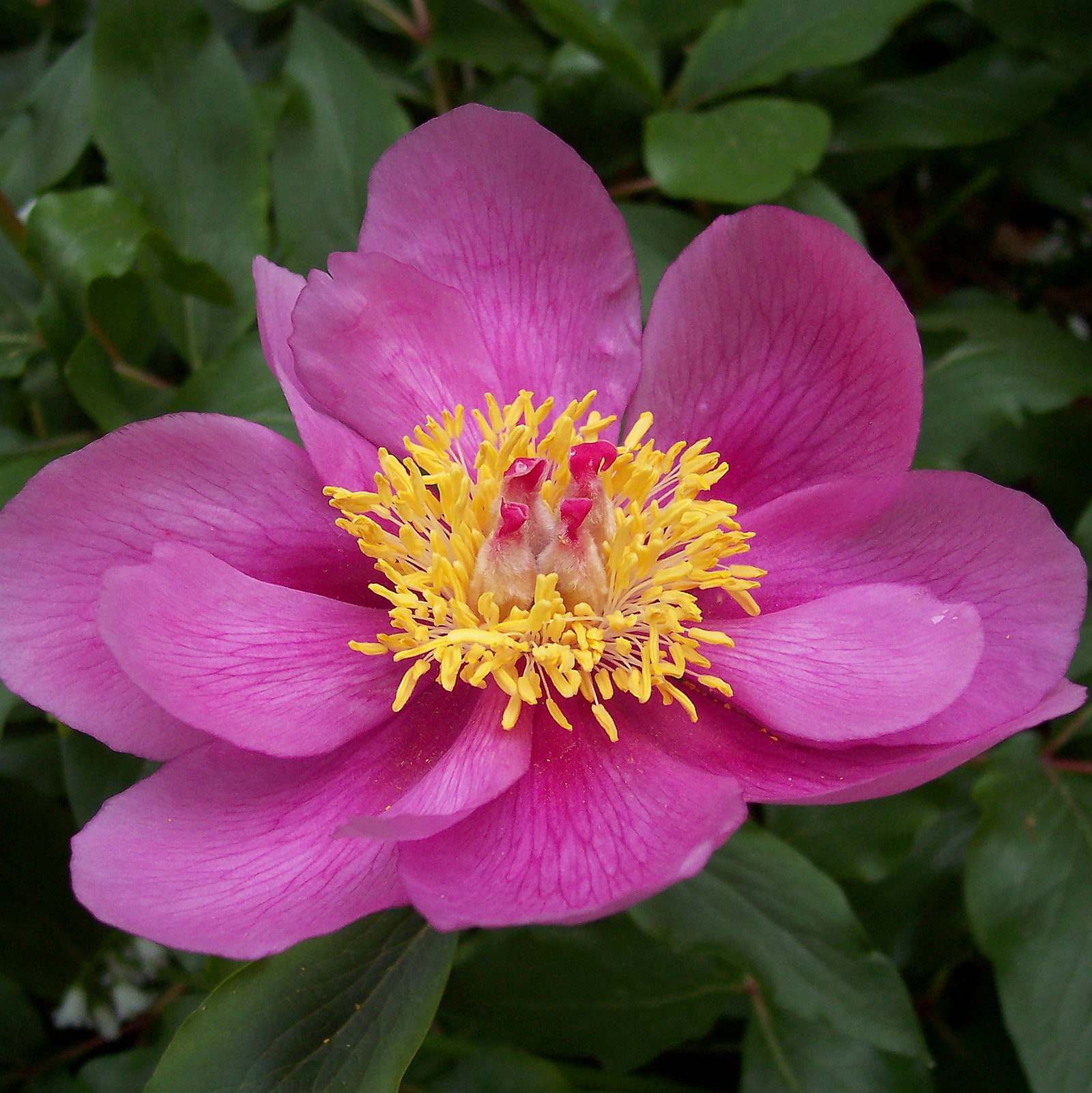 Paeonia Broteroi