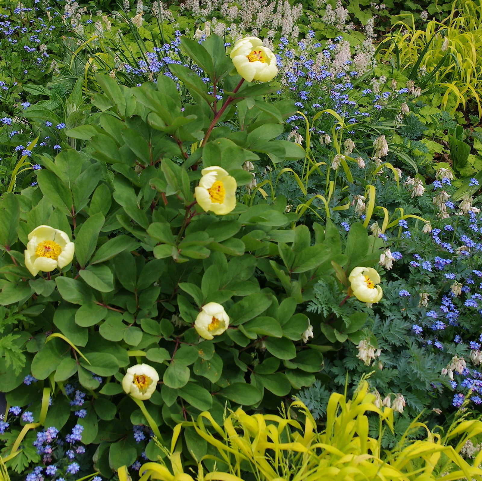 Paeonia Daurica Hybrids Mix