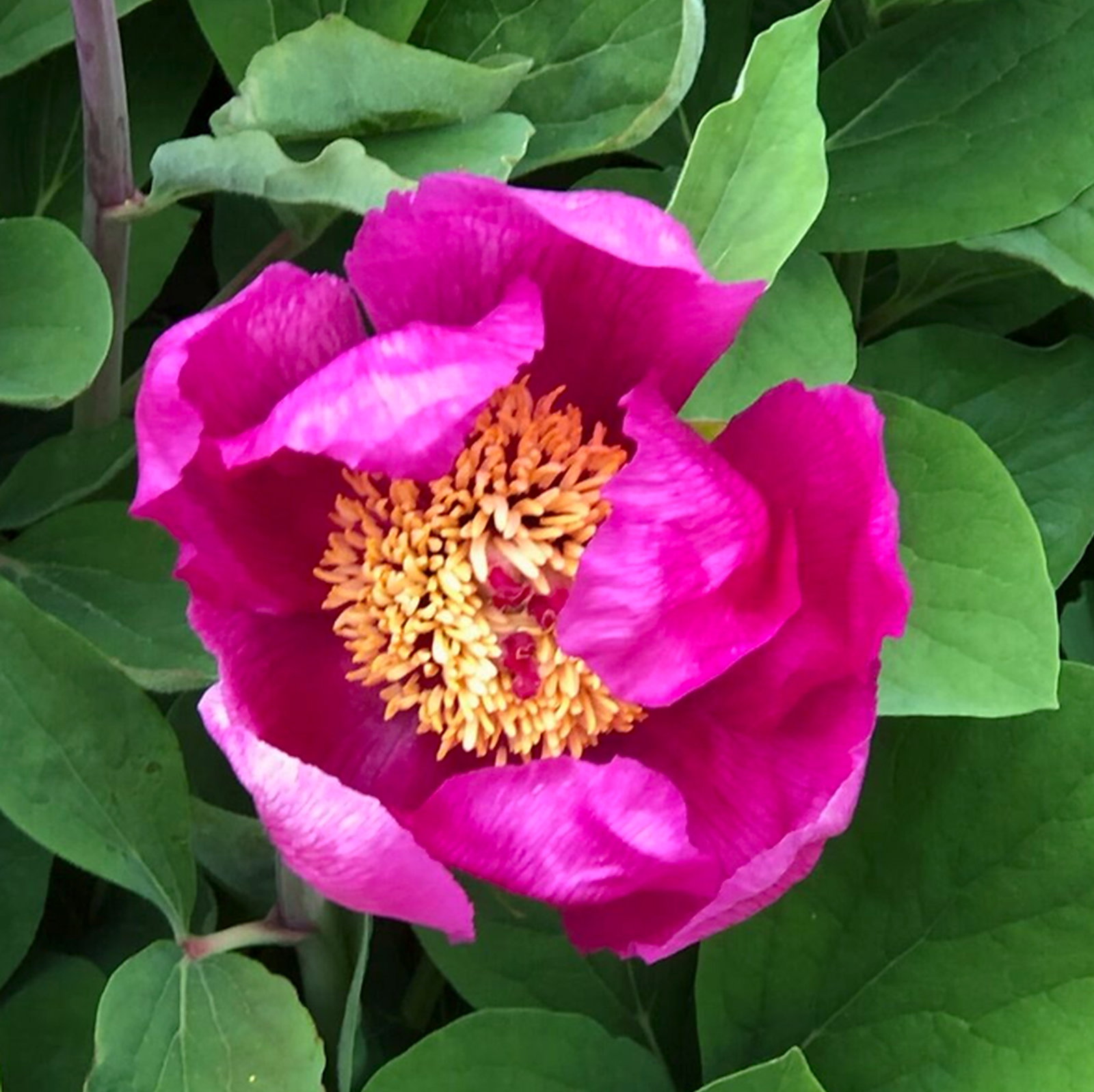 Paeonia Daurica Subsp. Coriifolia