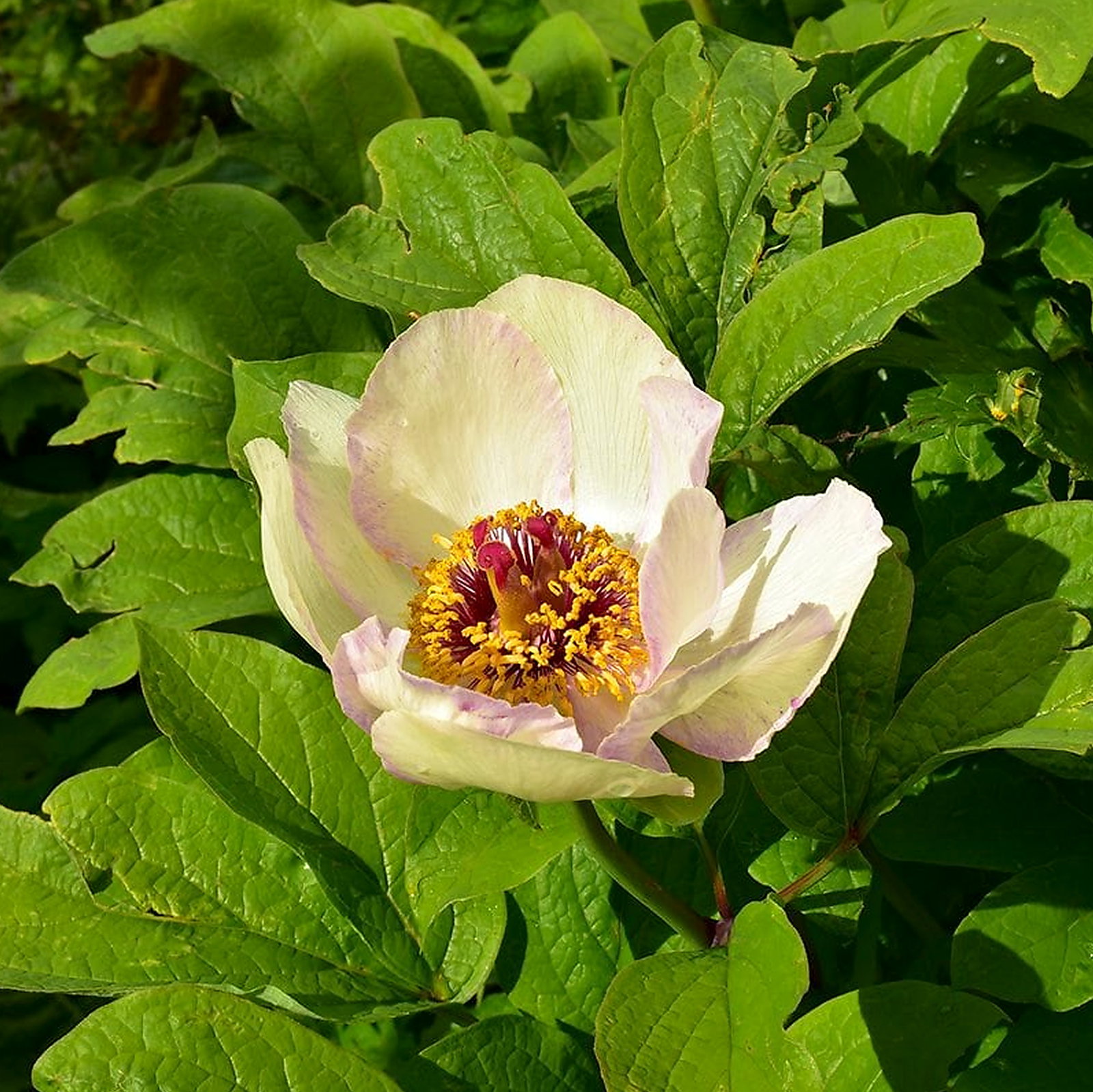 Paeonia Daurica Subsp. Wittmanniana