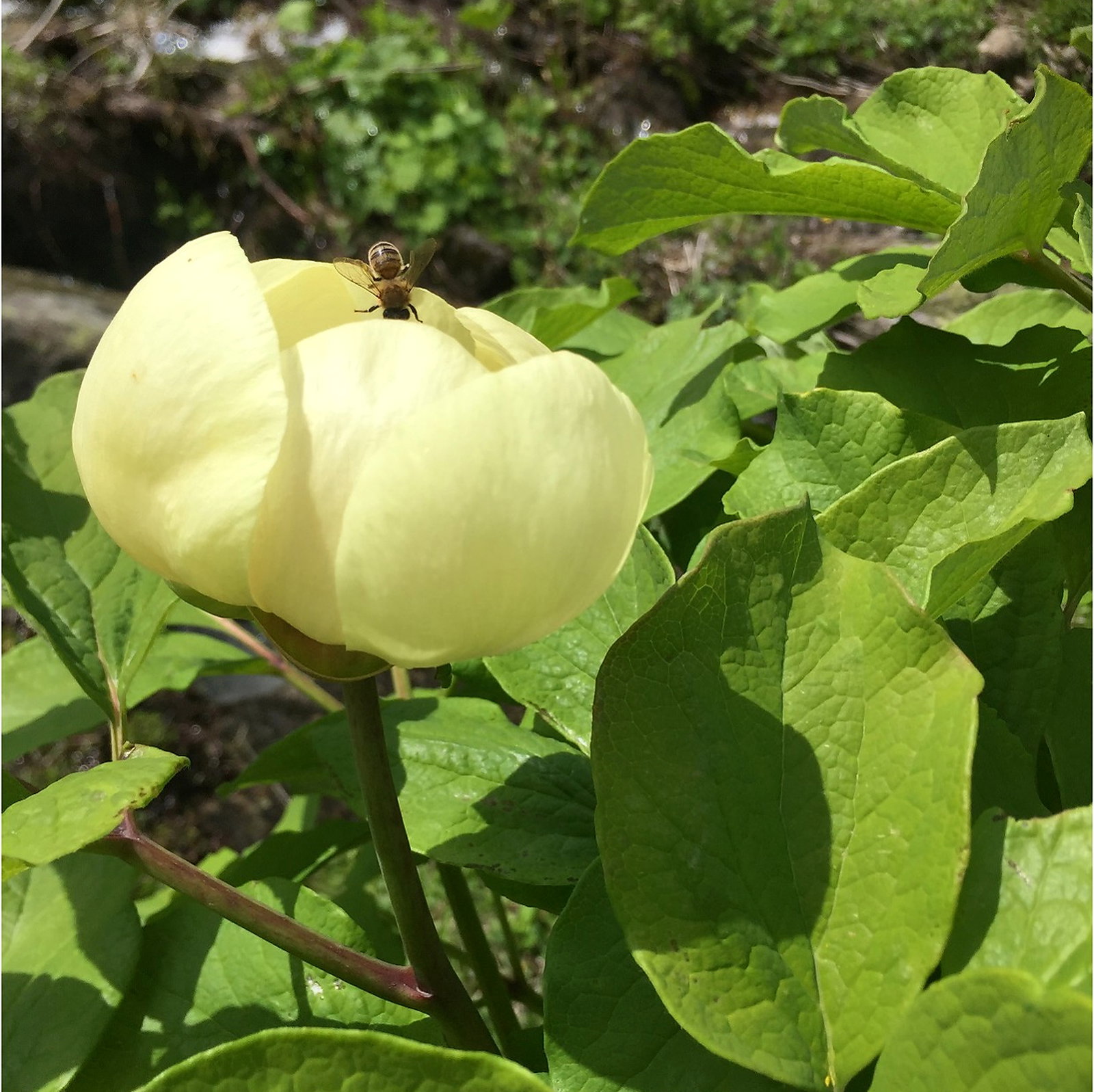 Paeonia Hybrid Macrophylla