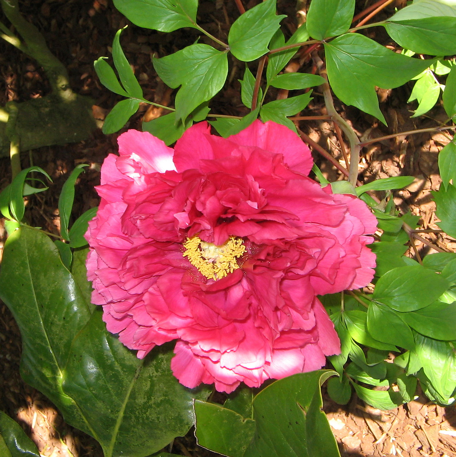 Paeonia Lactiflora Hybrids