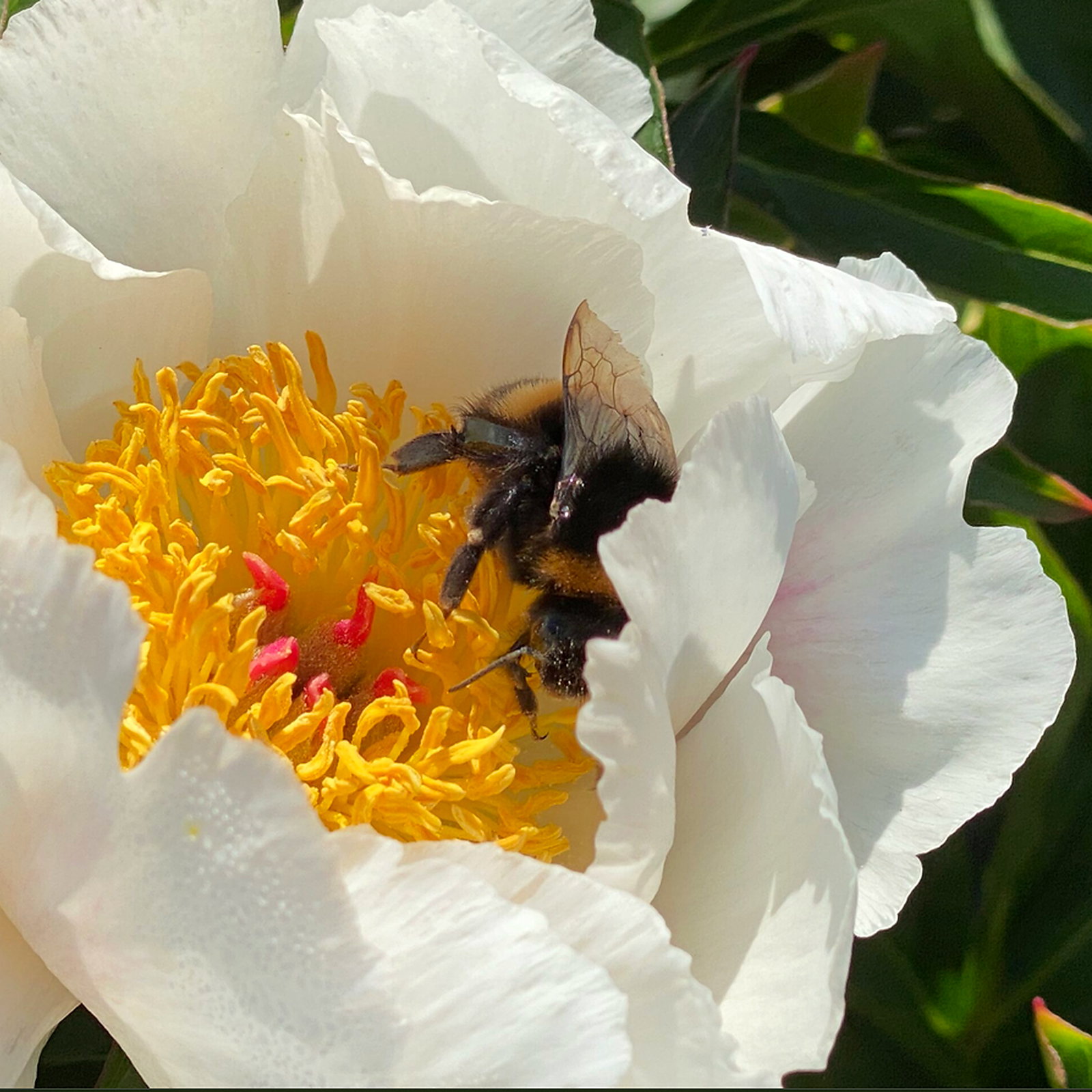 Paeonia Lactiflora 'Krinkled White'