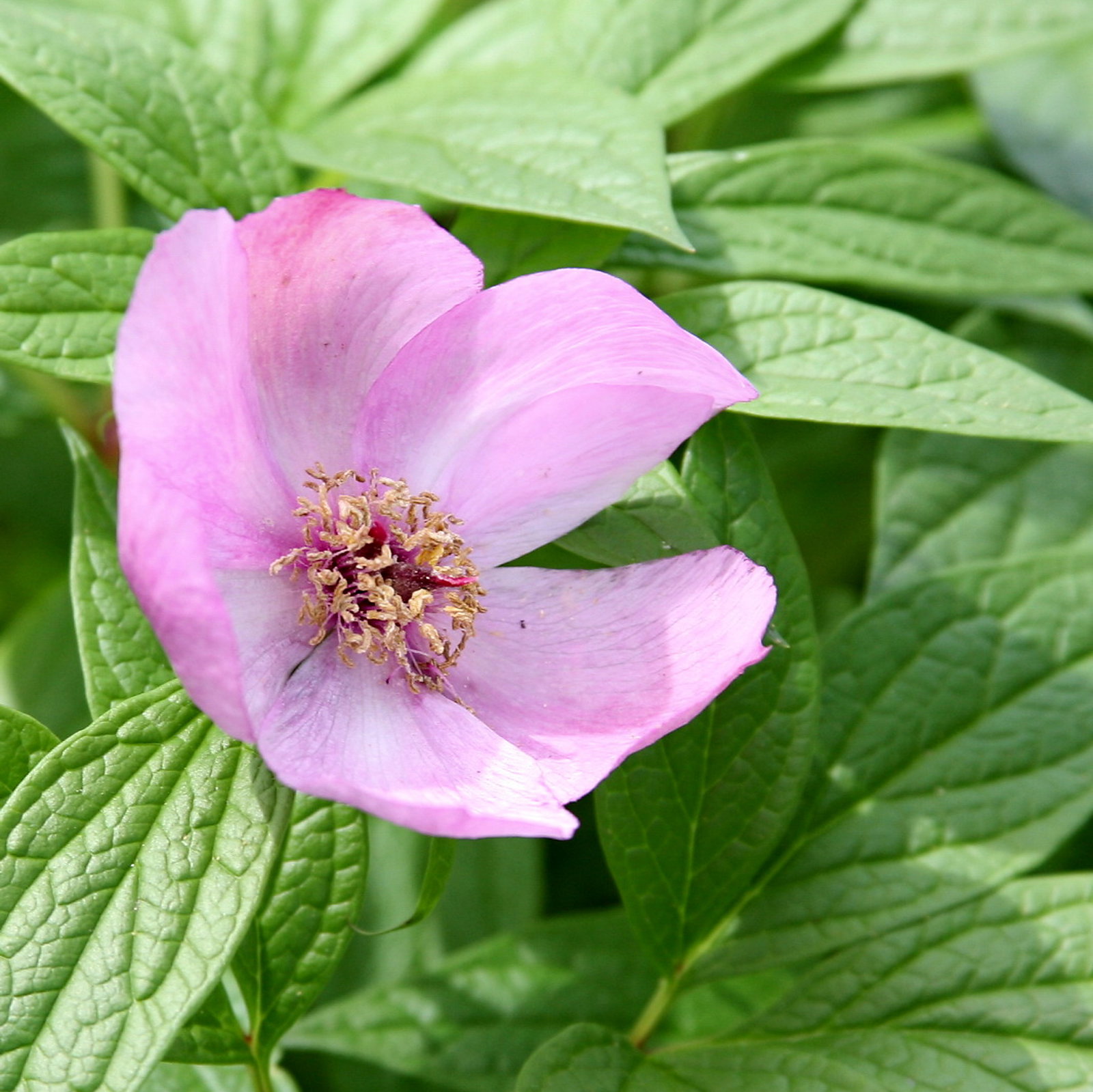 Paeonia Mairei