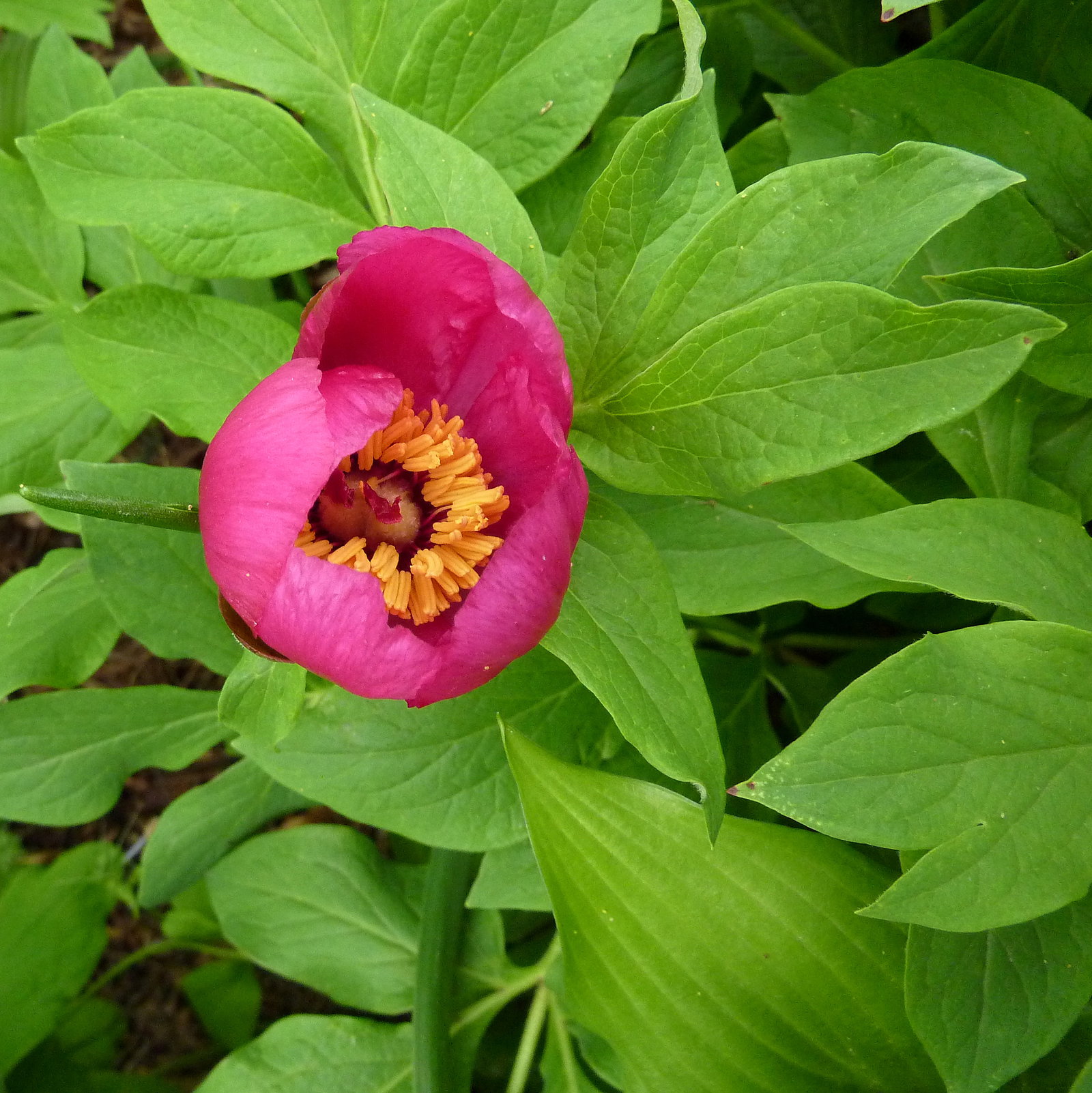 Paeonia Mollis