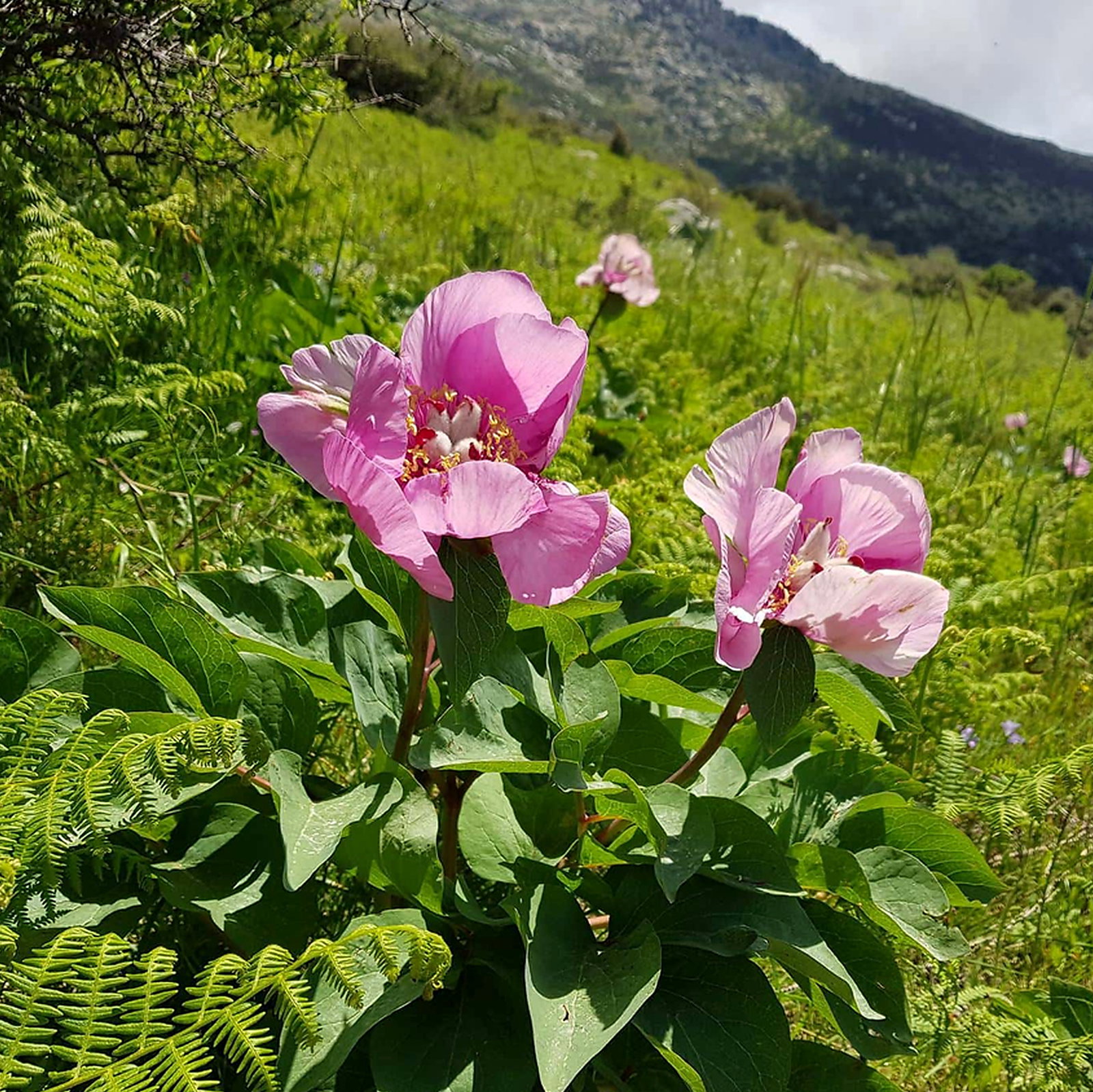 Paeonia Mascula Subsp. Triternata