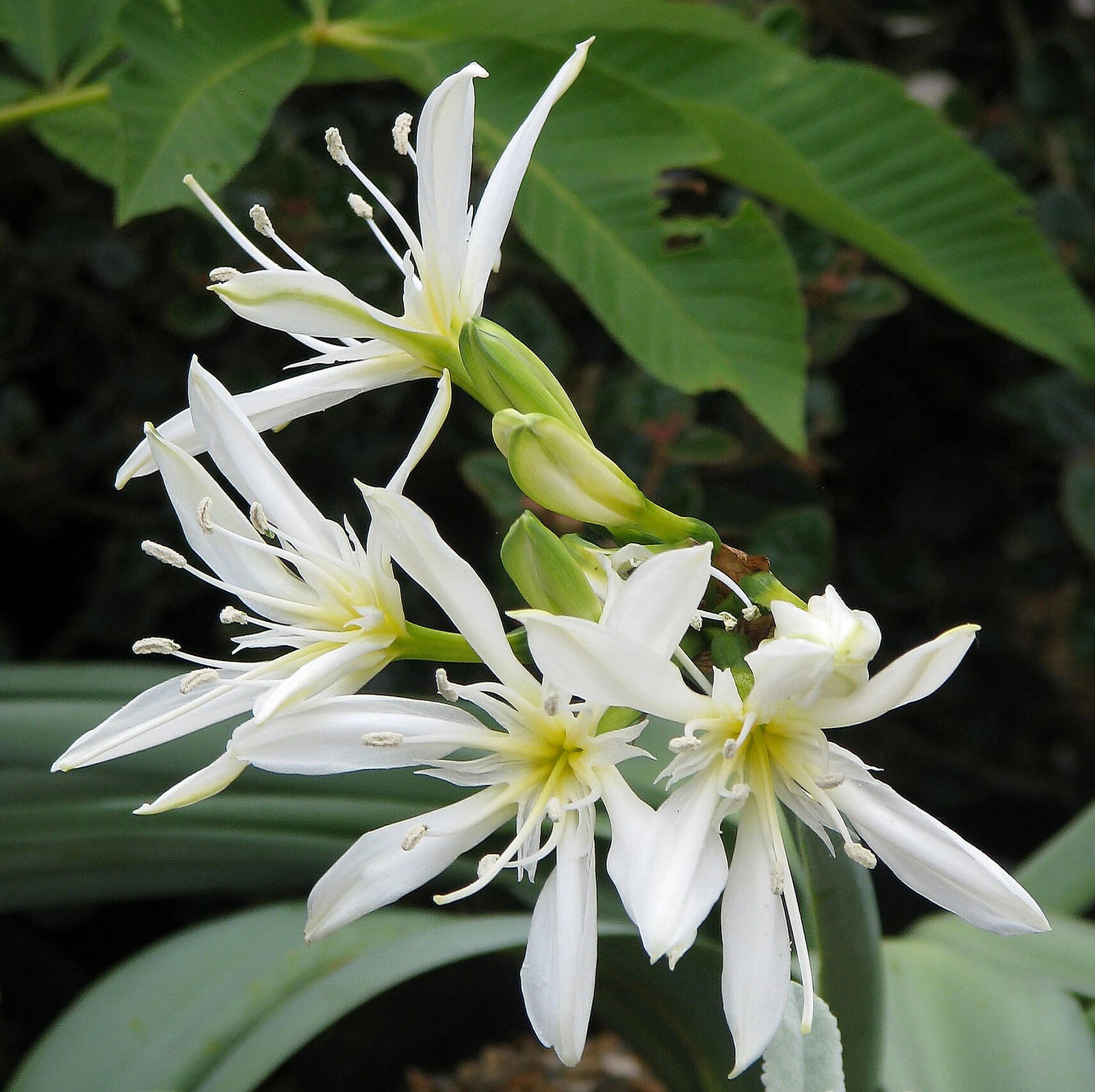 Pancratium Illyricum