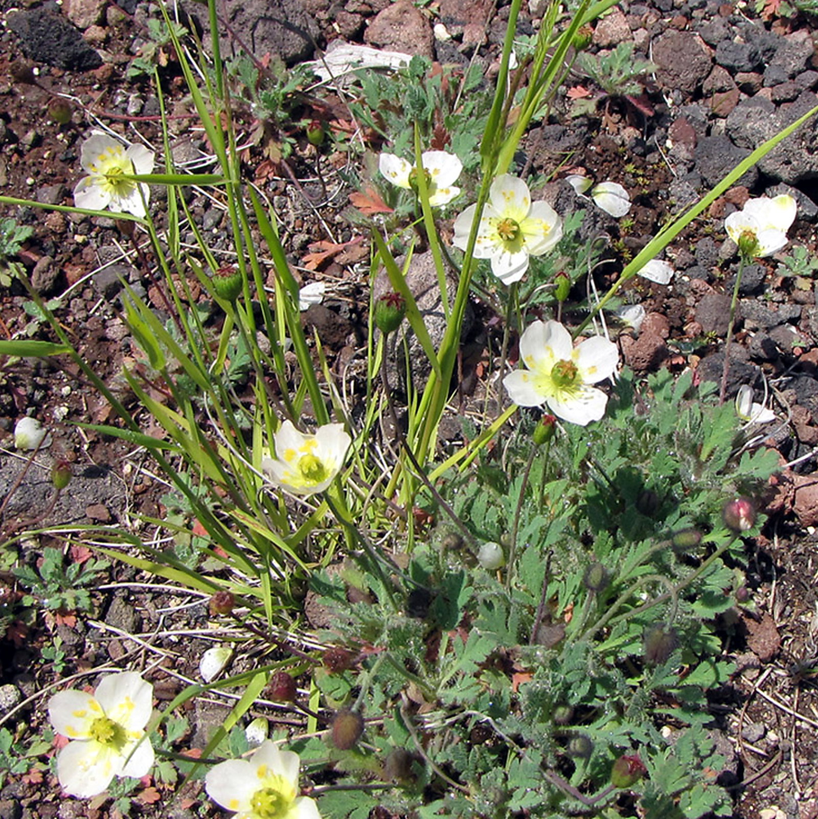 Papaver Albo Roseum