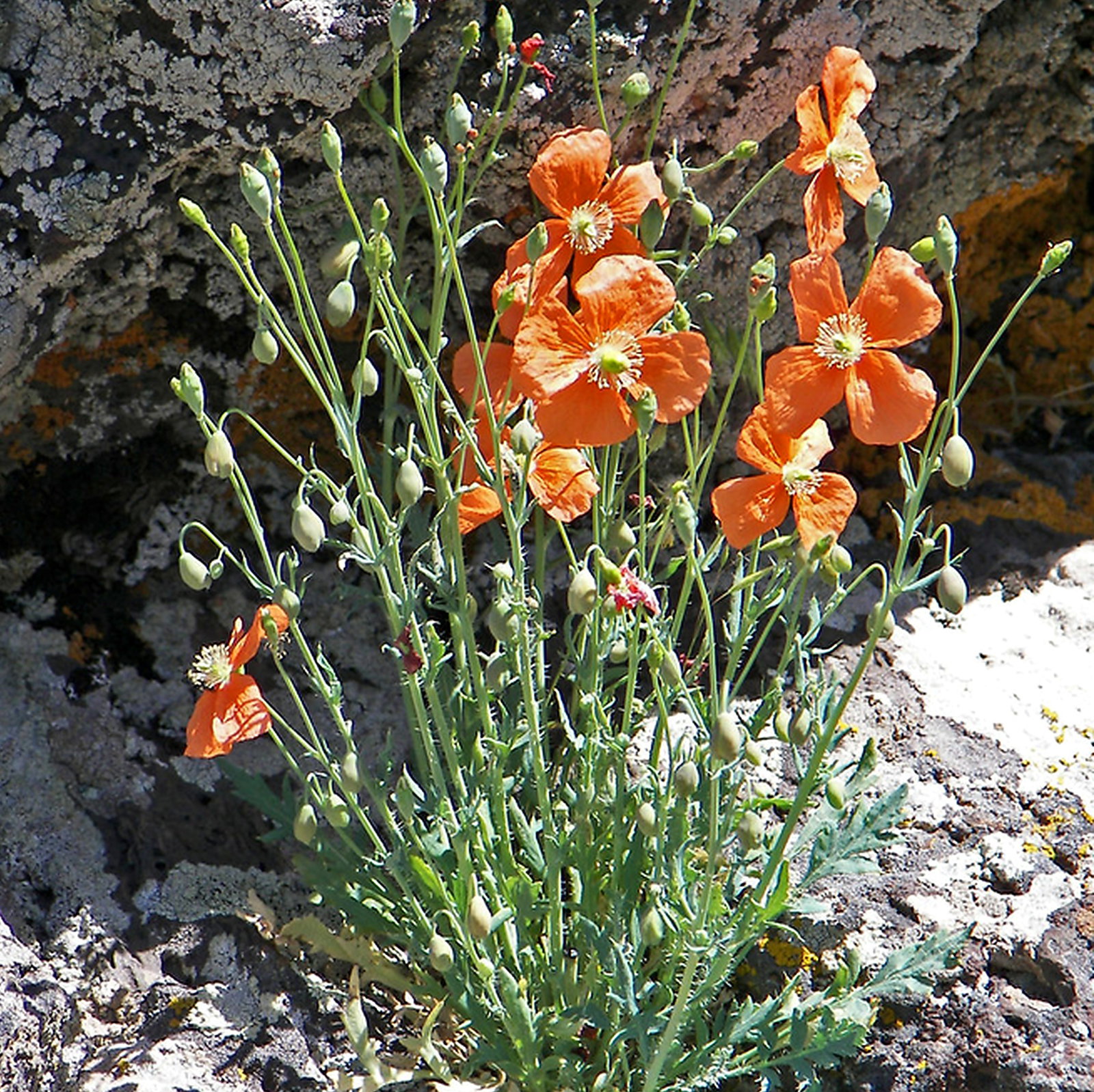 Papaver Armeniacum