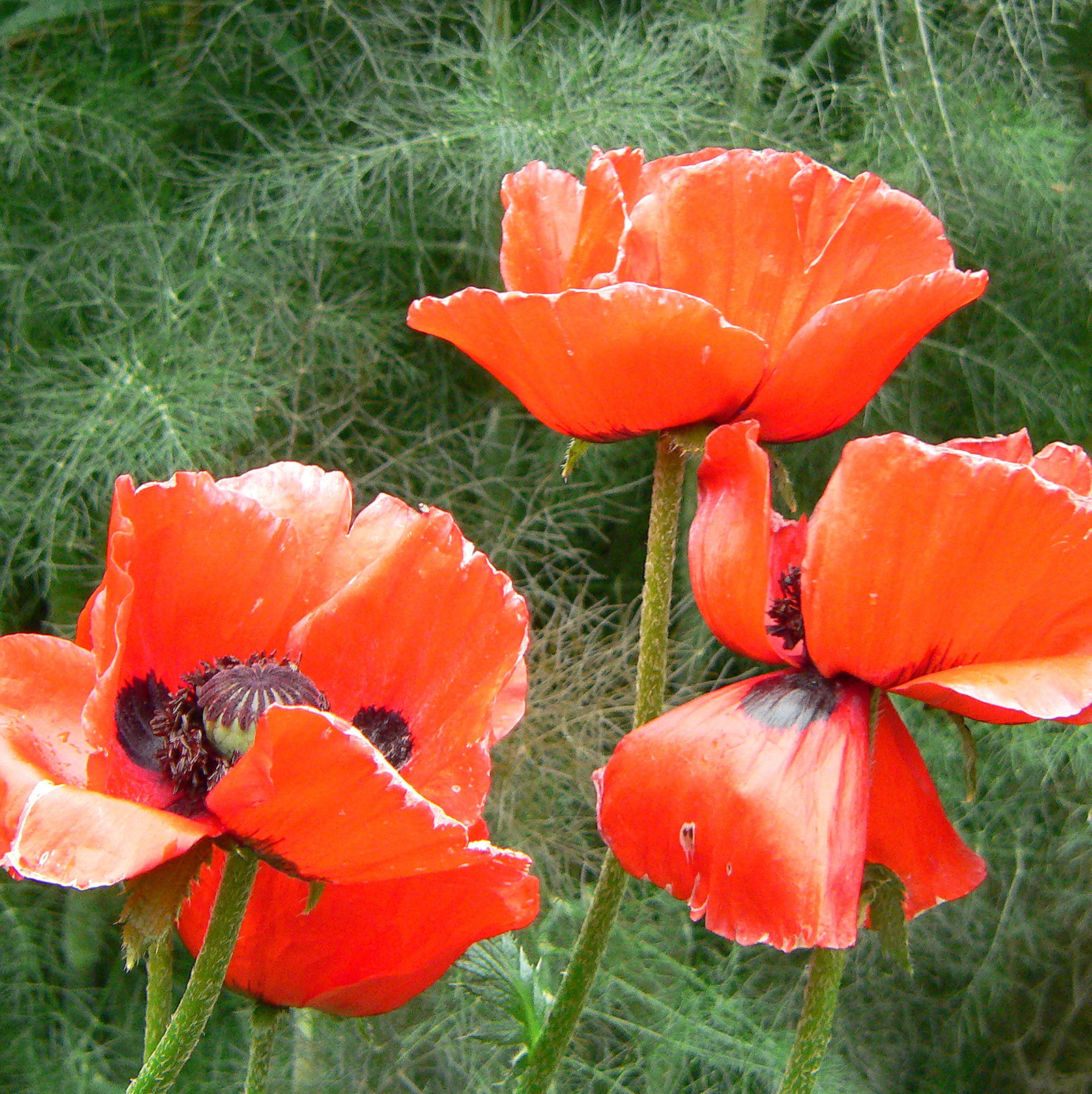 Papaver Bracteatum
