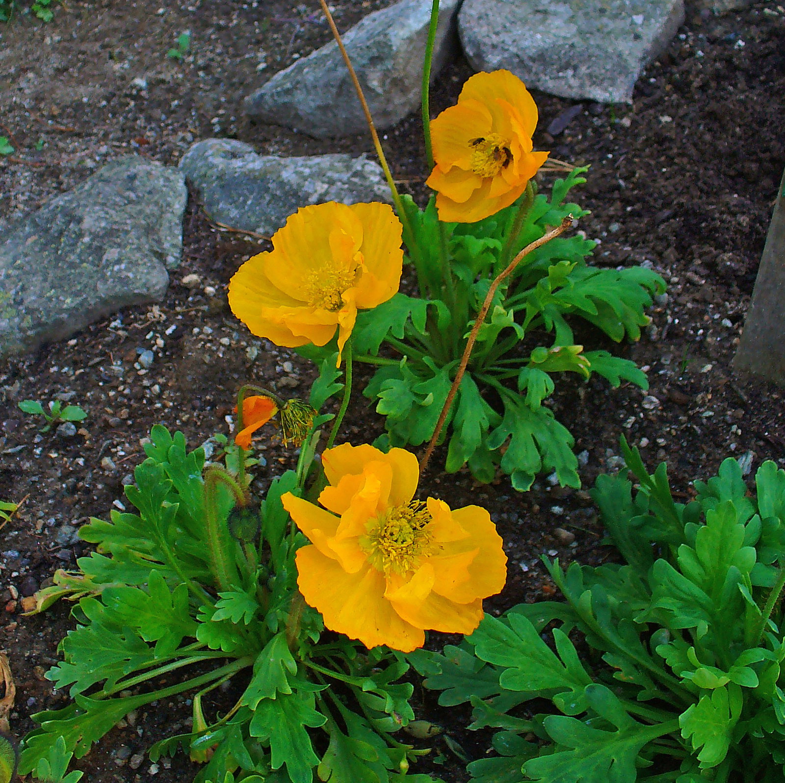 Papaver Croceum