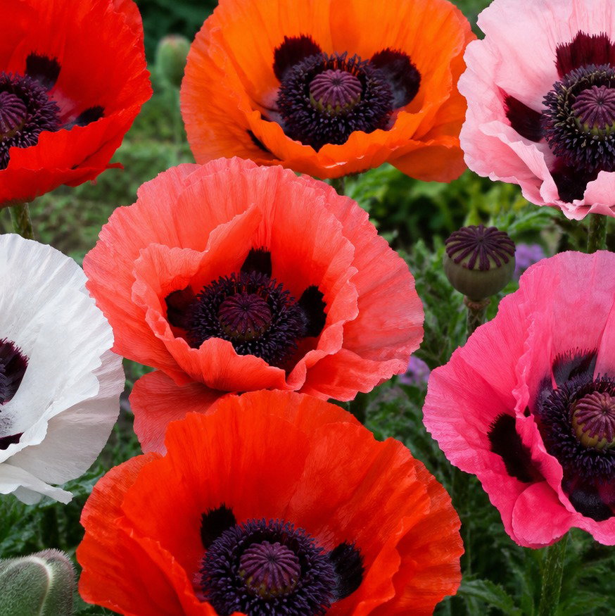Papaver Orientale 'New Hybrids'