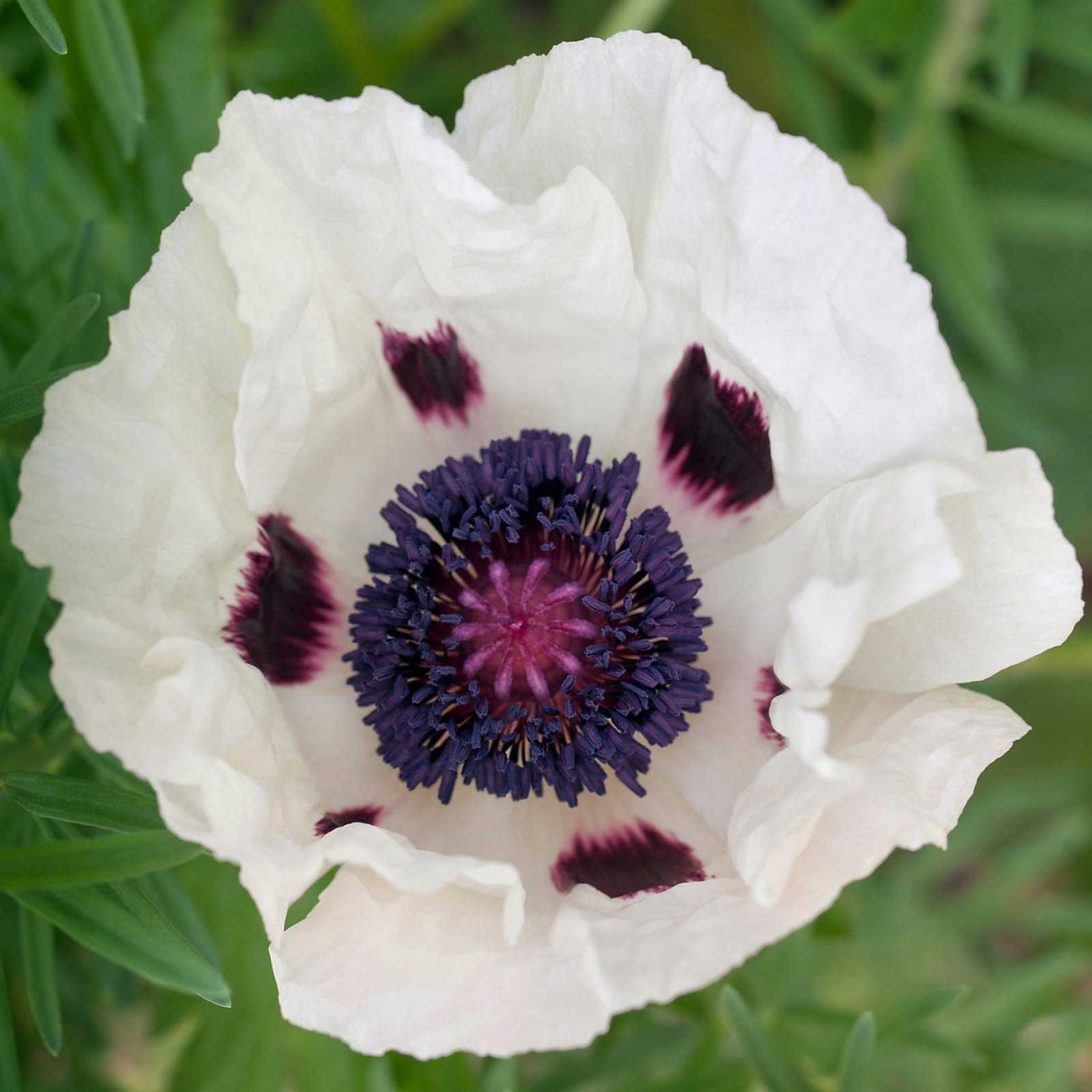 Papaver Orientale 'Royal Wedding'