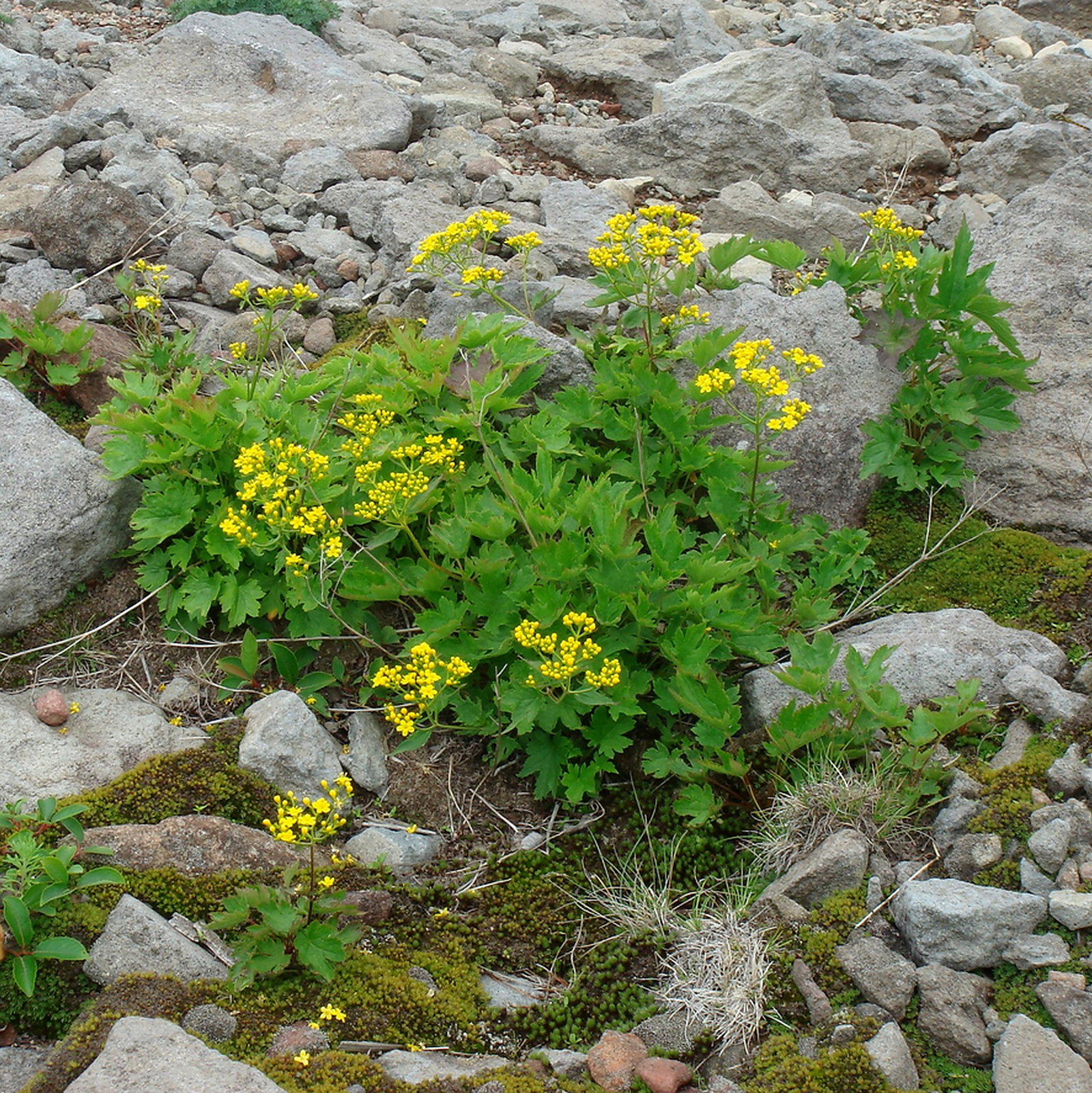 Patrinia Triloba