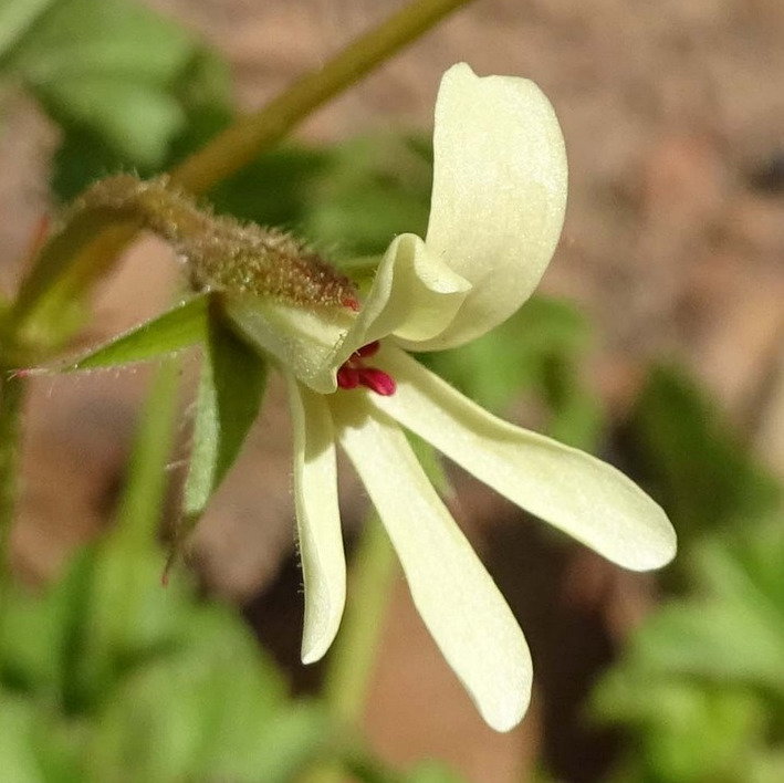 Pelargonium Elongatum