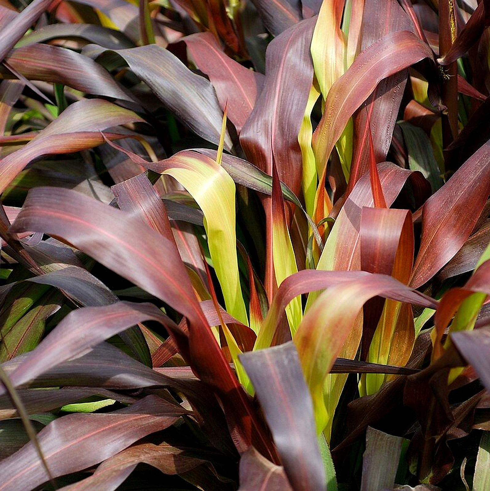 Pennisetum Glaucum 'Jester'