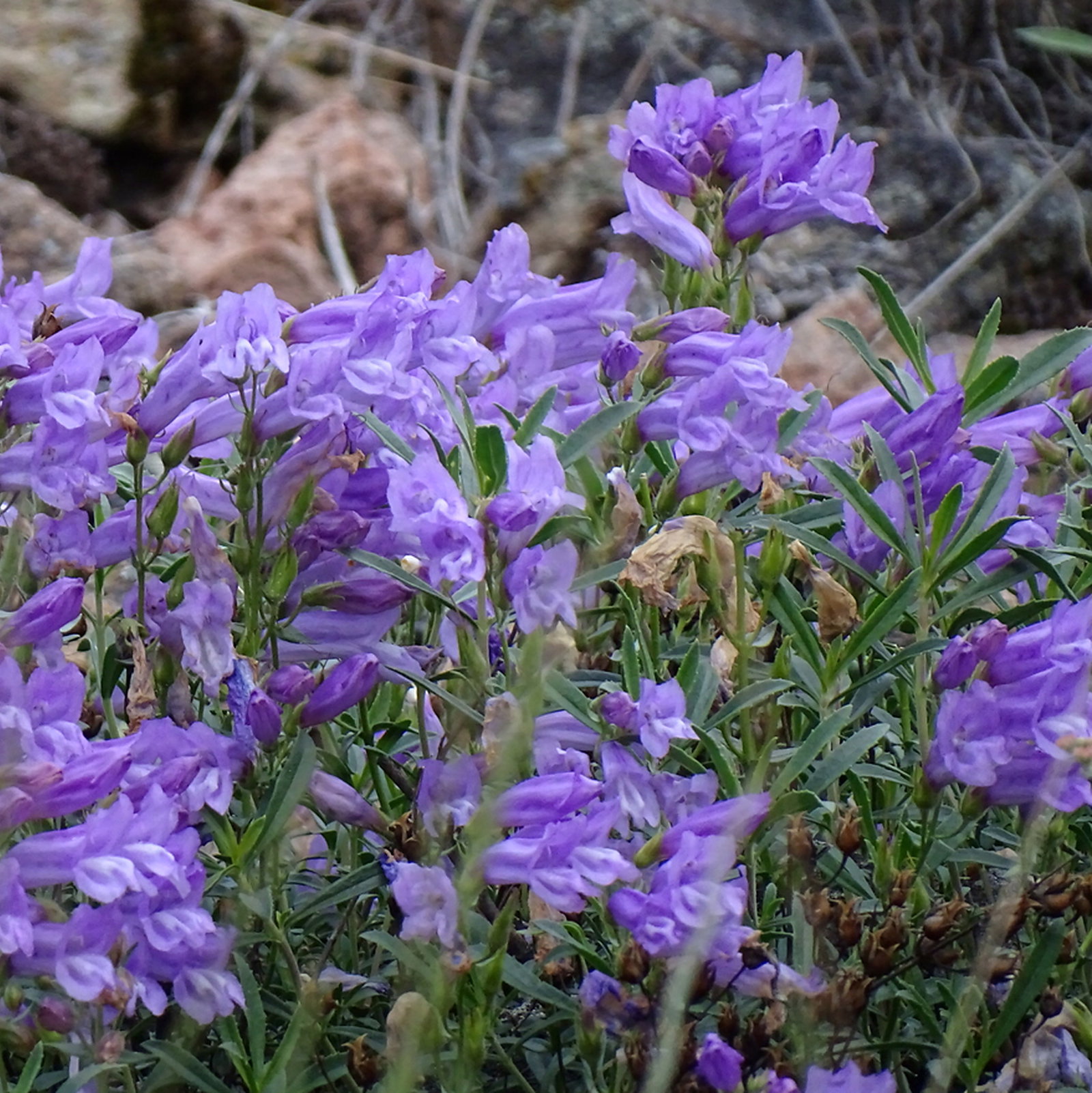 Penstemon Fruticosus