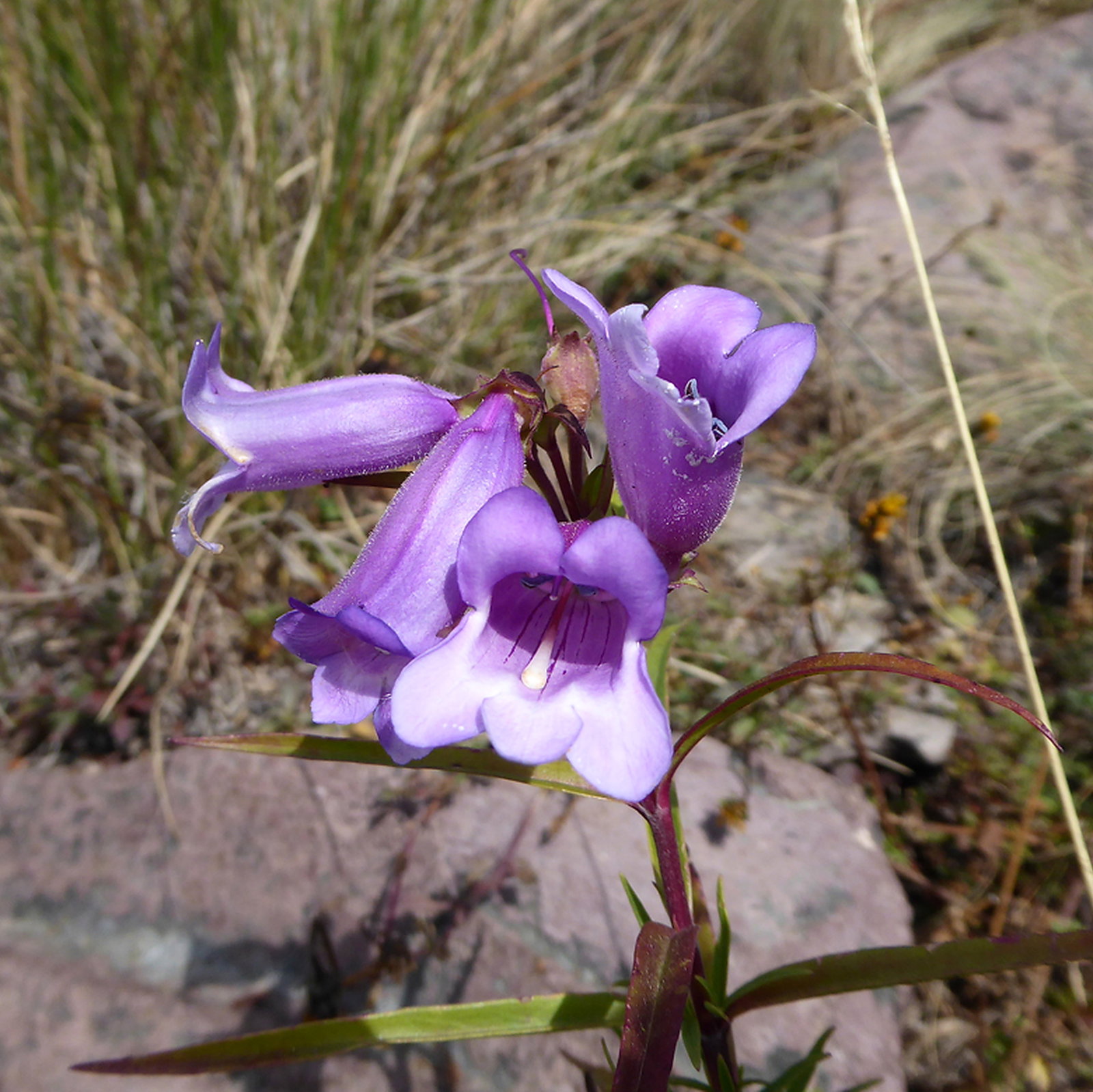Penstemon Gentianoides
