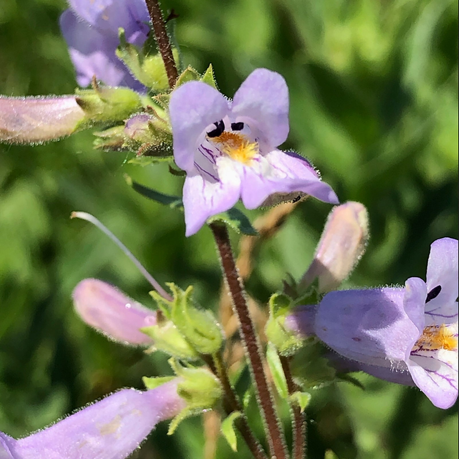 Penstemon Gracilis