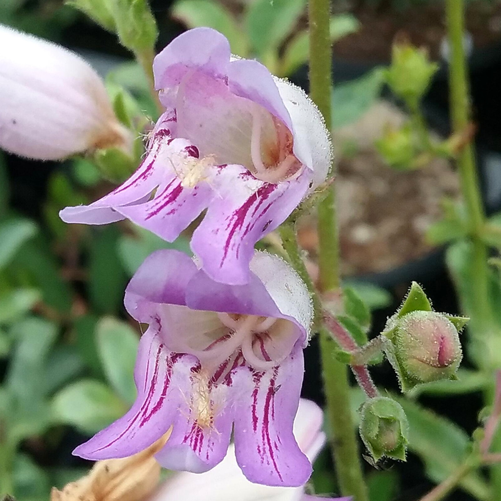 Penstemon Grinnellii