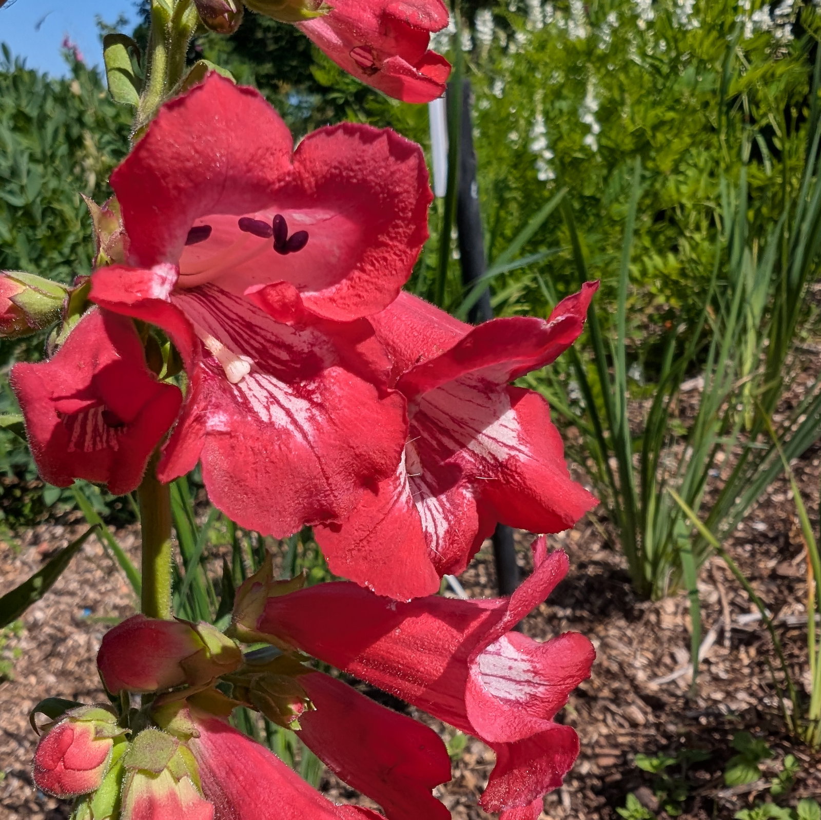 Penstemon Hartwegii 'Giganteus'