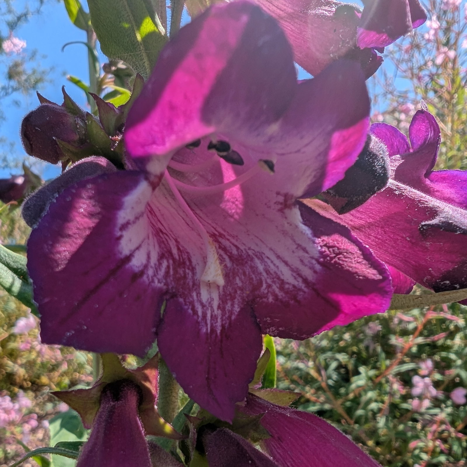 Penstemon Hartwegii 'Giganteus'