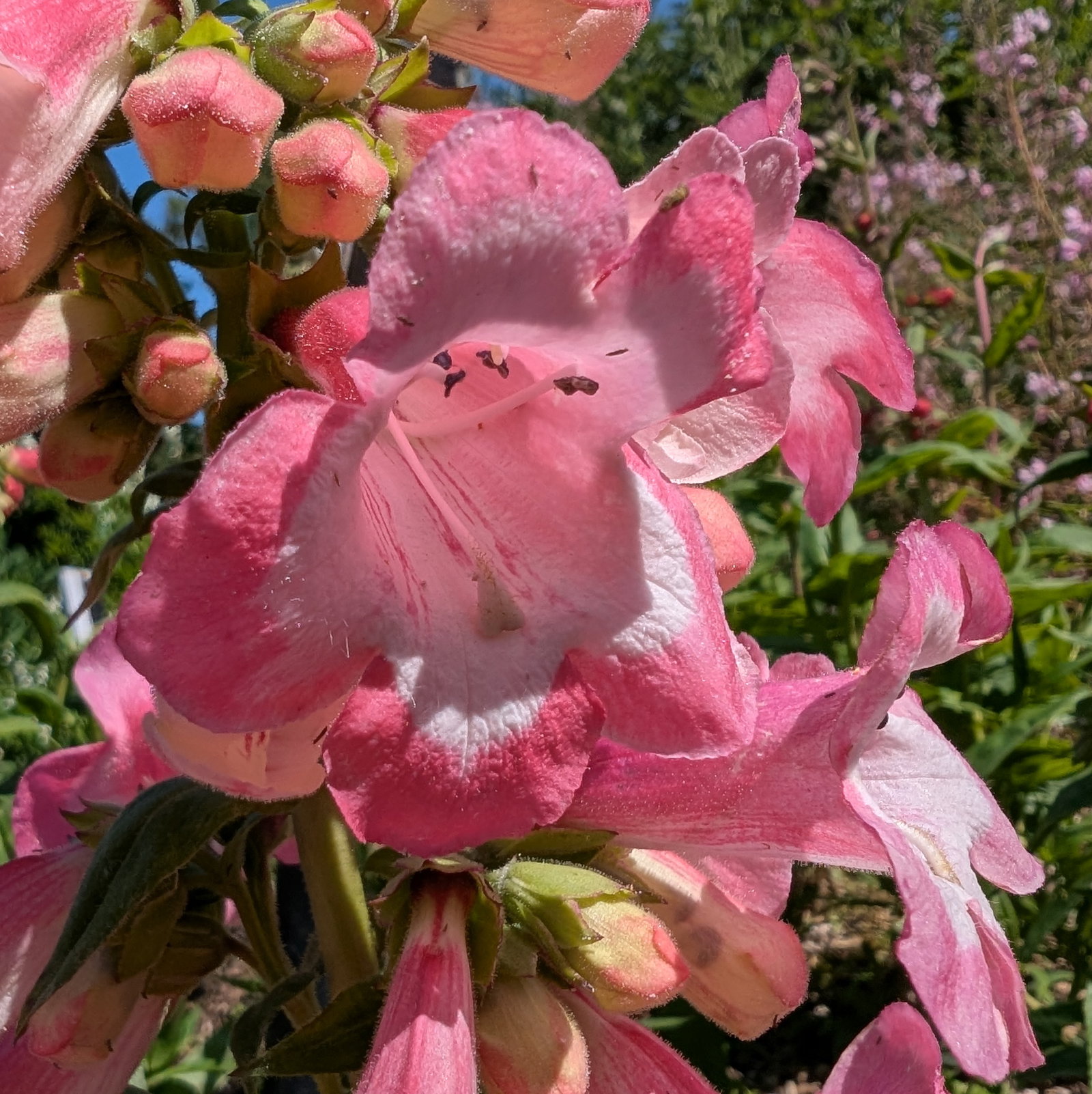 Penstemon Hartwegii 'Giganteus'