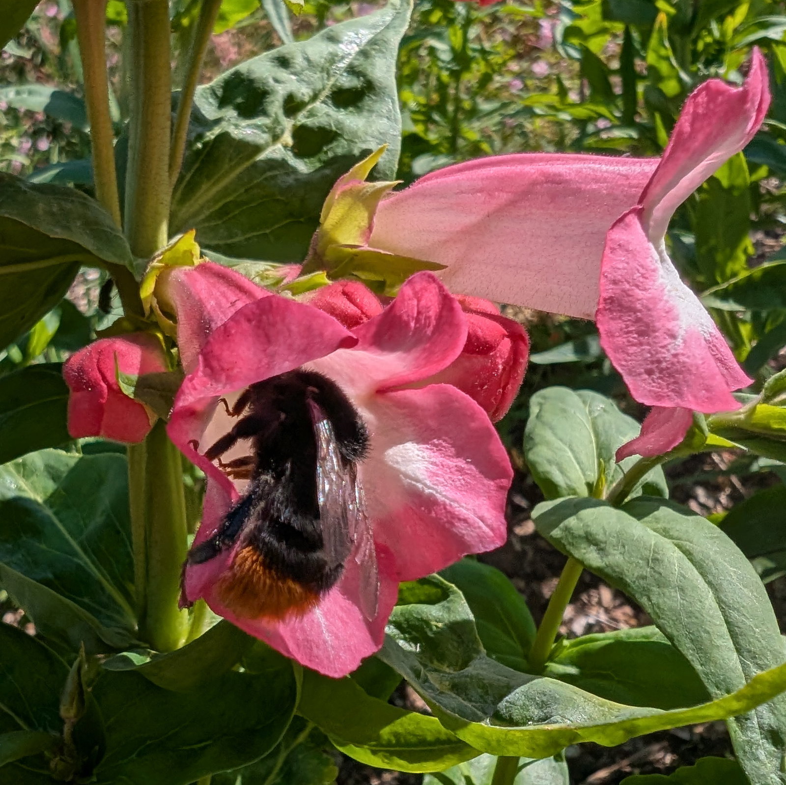 Penstemon Hartwegii 'Giganteus'