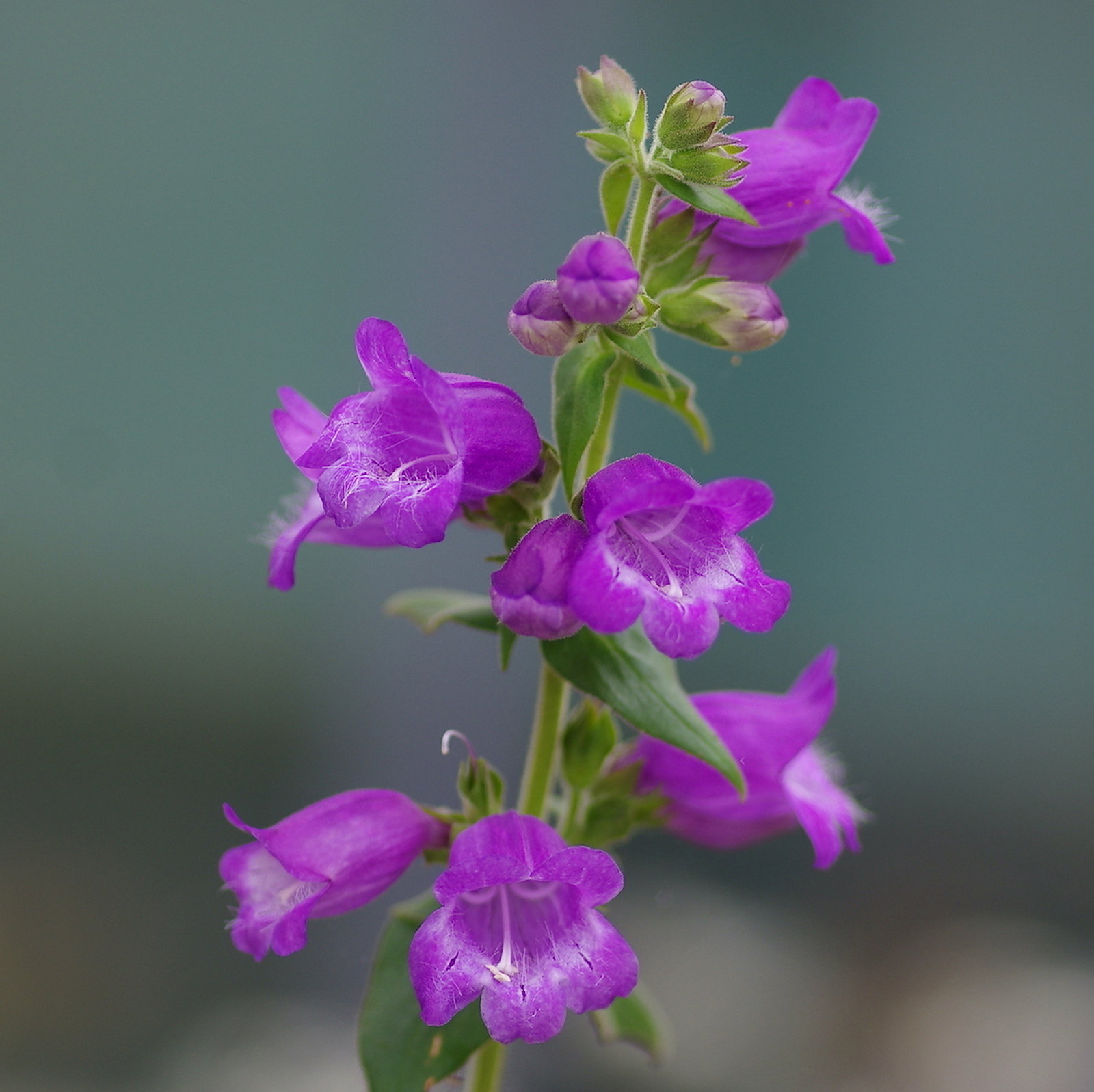 Penstemon Hidalgensis