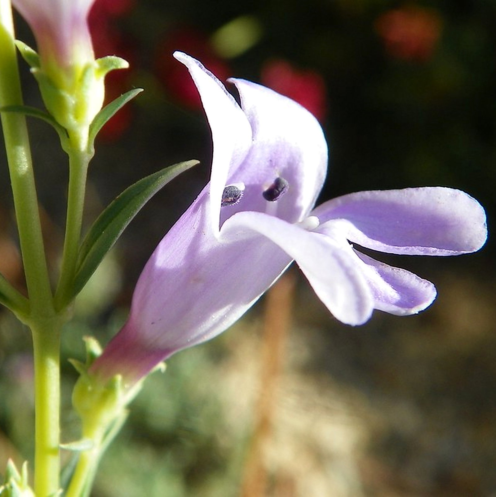 Penstemon Higginsii