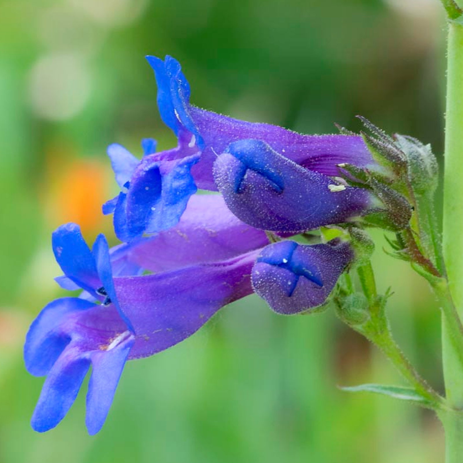 Penstemon Mensarum