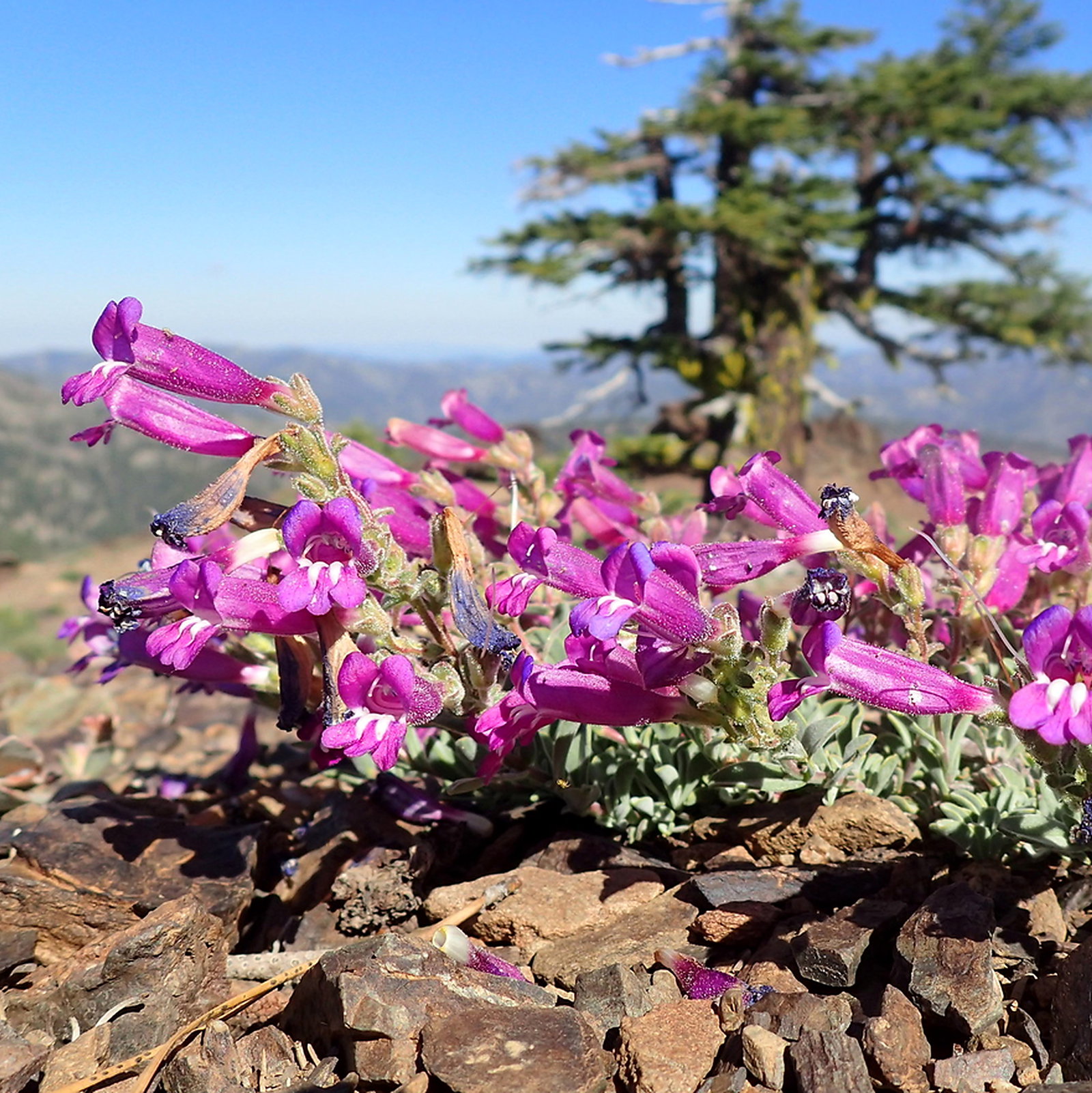 Penstemon Purpusii