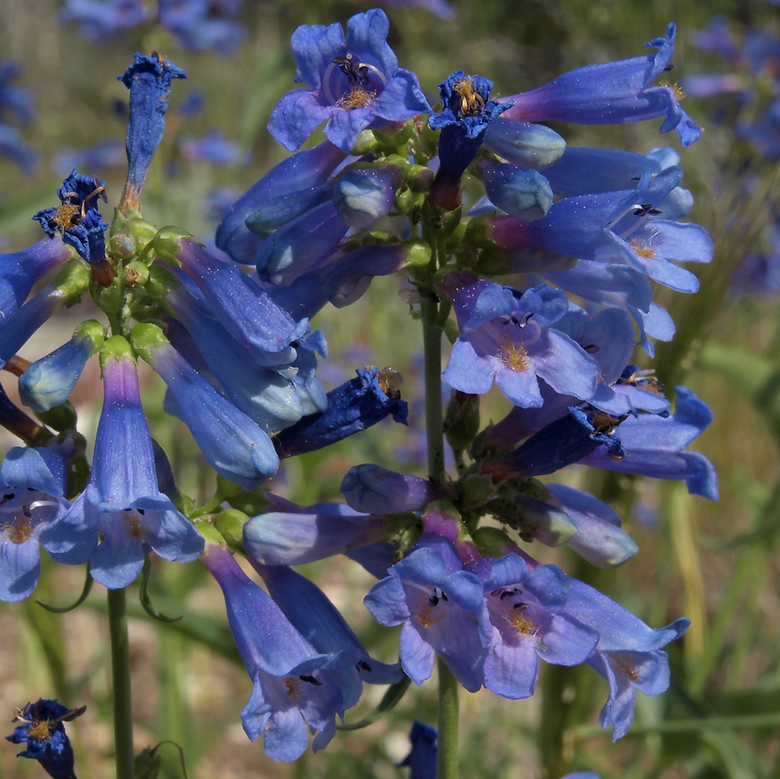 Penstemon Watsonii