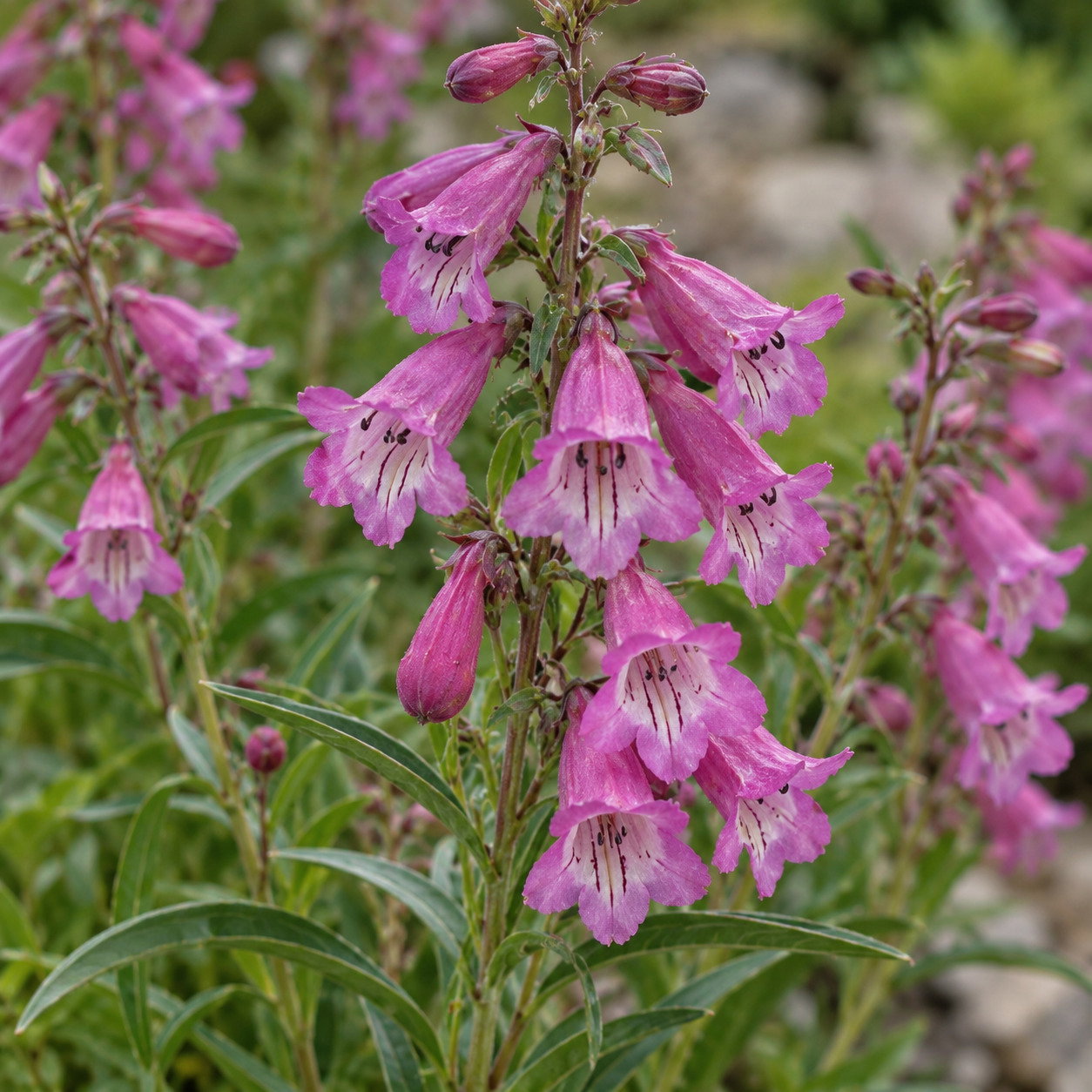 Penstemon Wilsonii