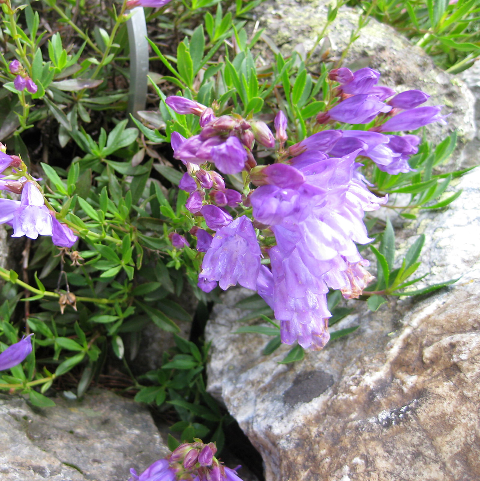 Penstemon Fruticosus Var. Scouleri