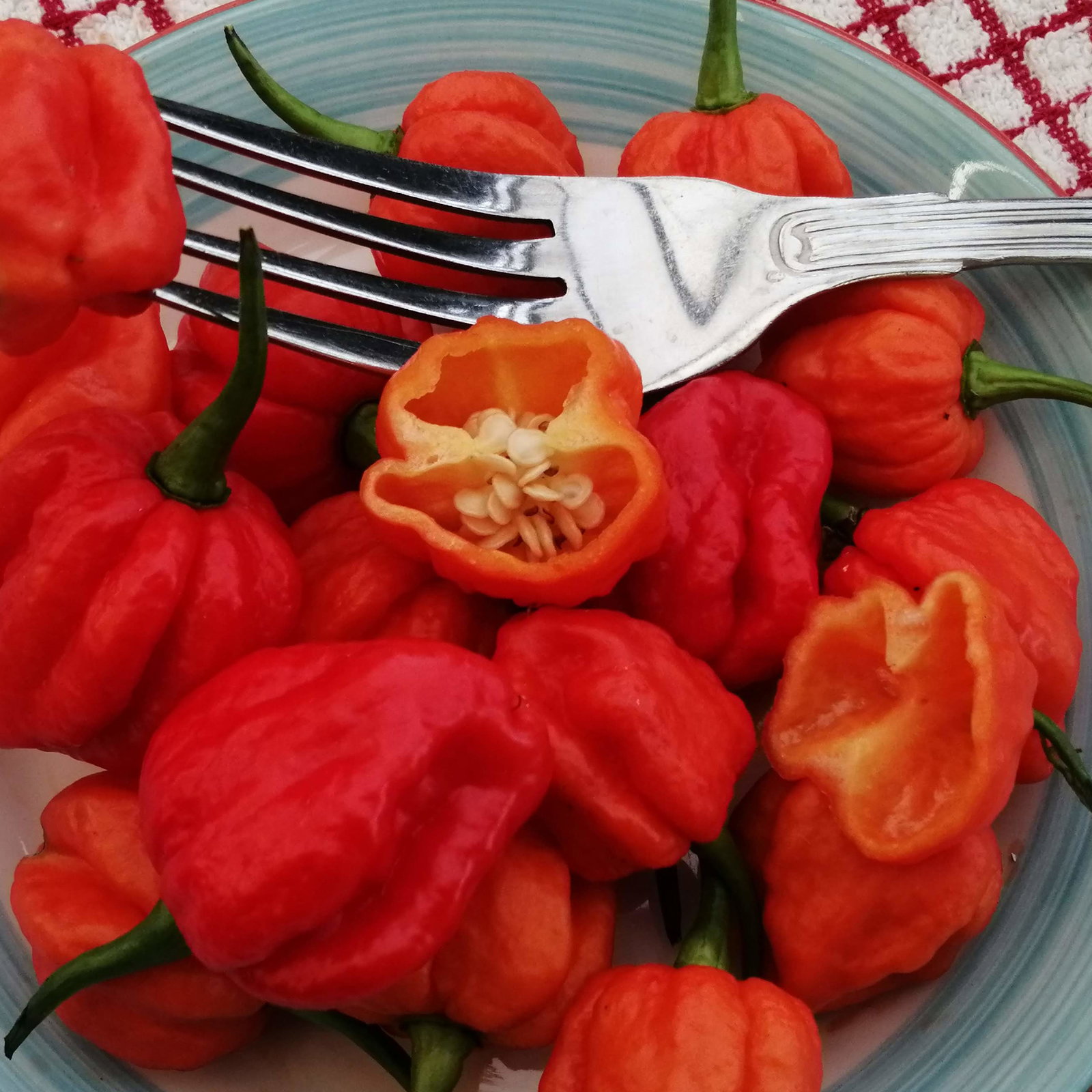 Pepper Ghost Yaki Orange