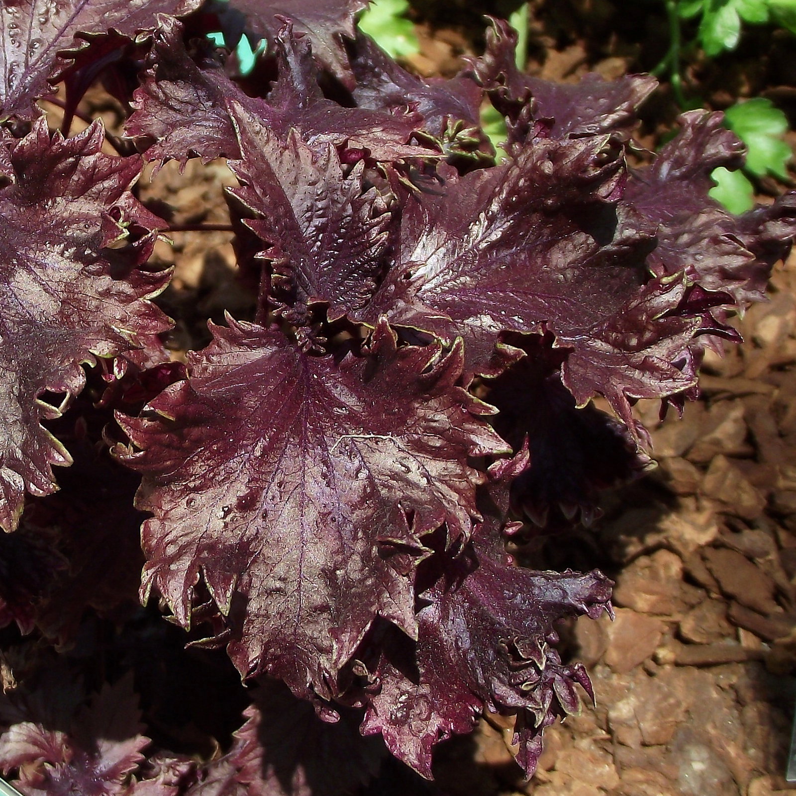 Perilla Frutescens Var Crispa