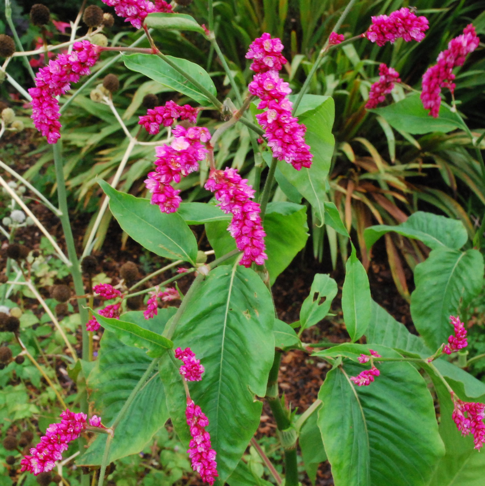 Persicaria Orientalis