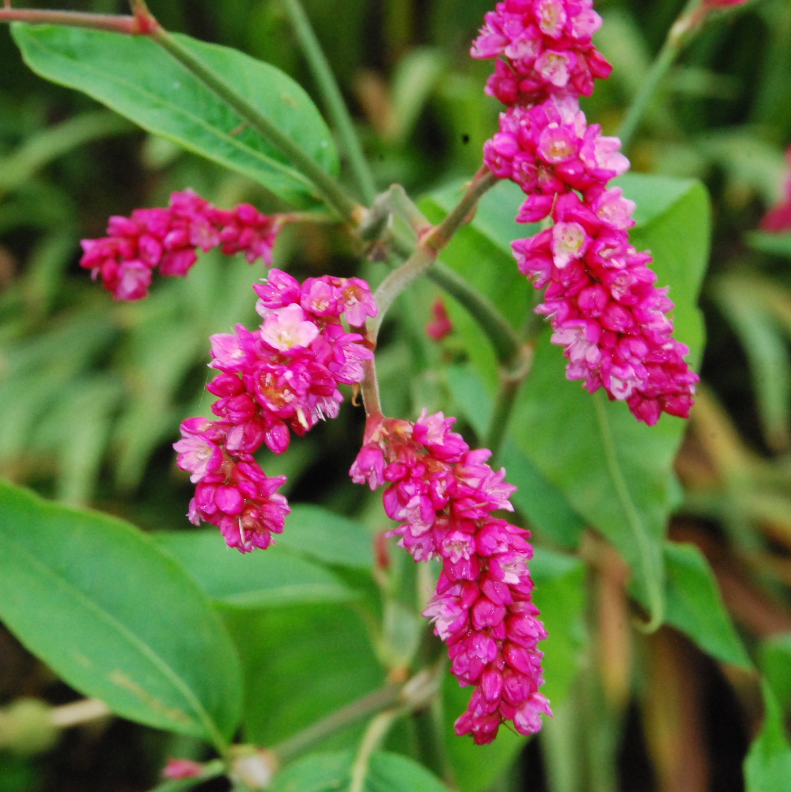 Persicaria Orientalis