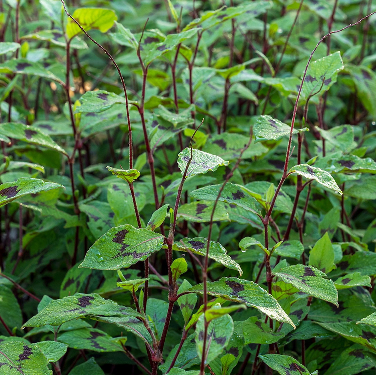 Persicaria Virginiana Var Filiformis
