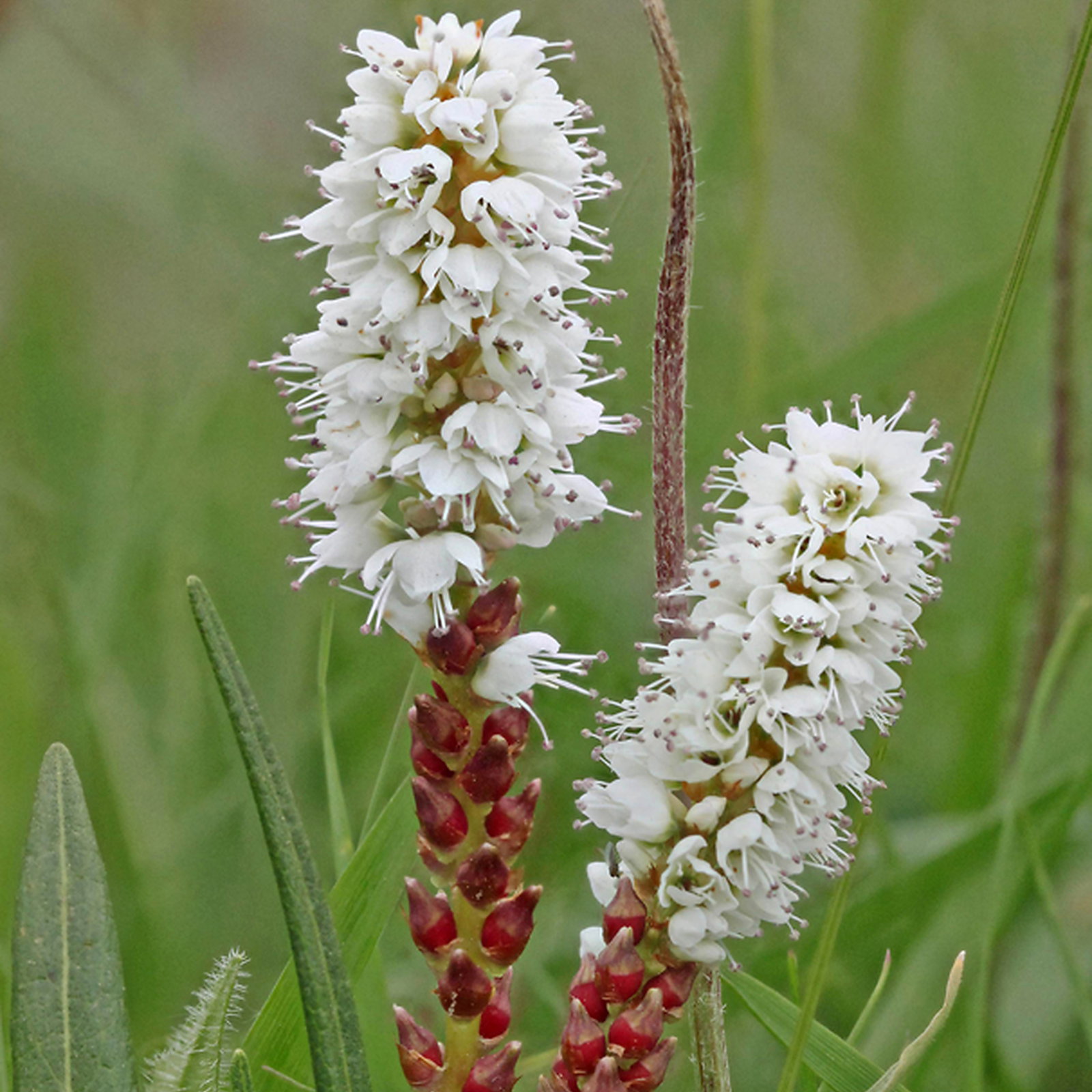 Persicaria Vivipara