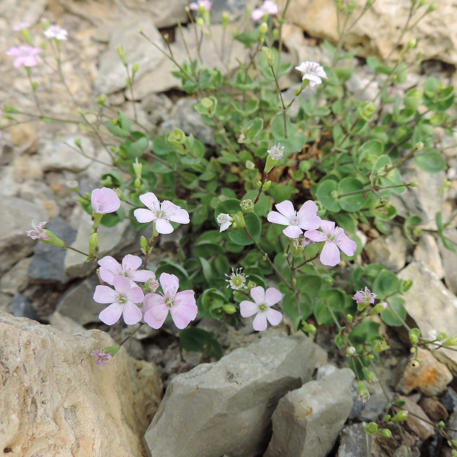 Petrocoptis Glaucifolia