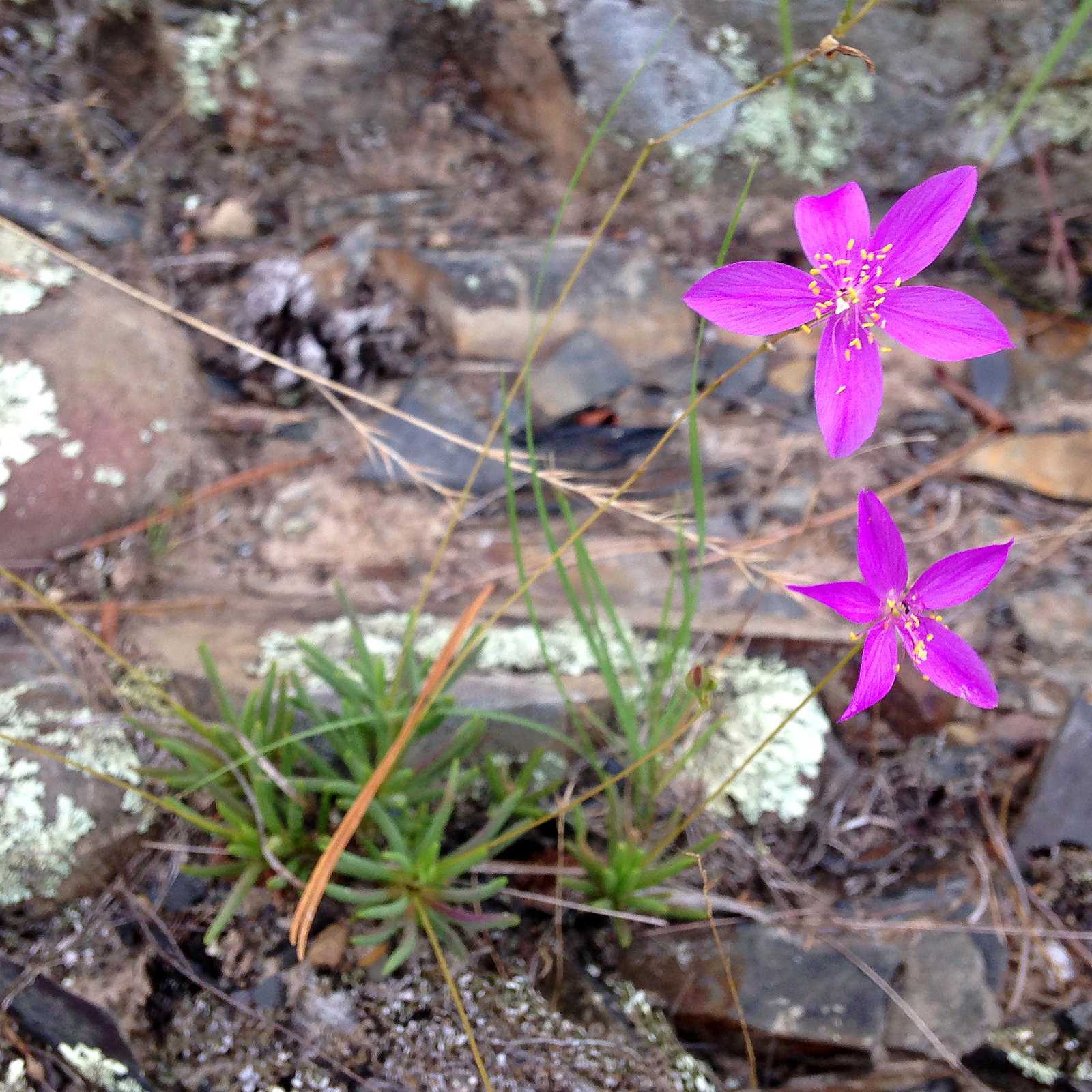 Phemeranthus Calycinus
