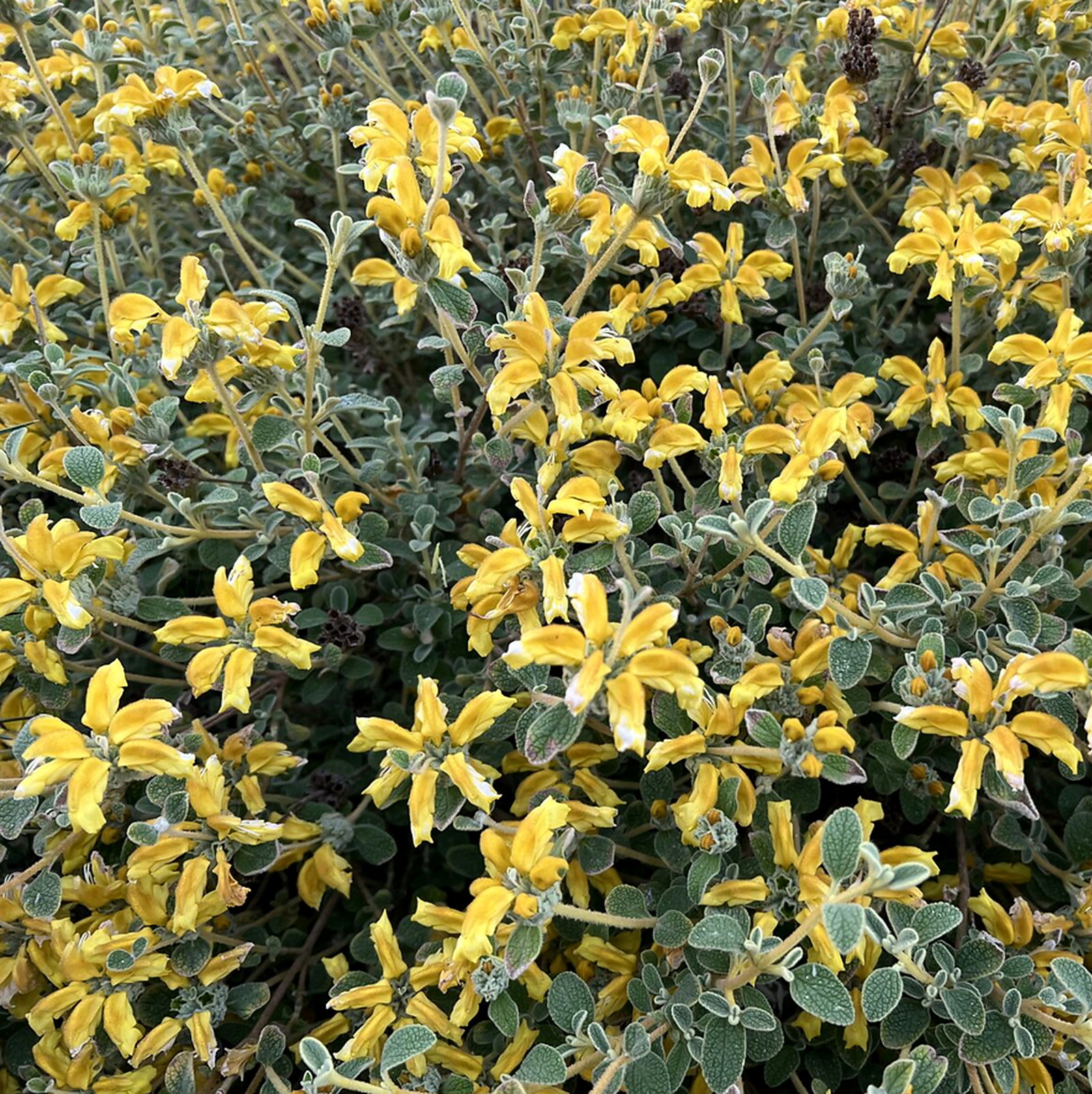 Phlomis Lanata