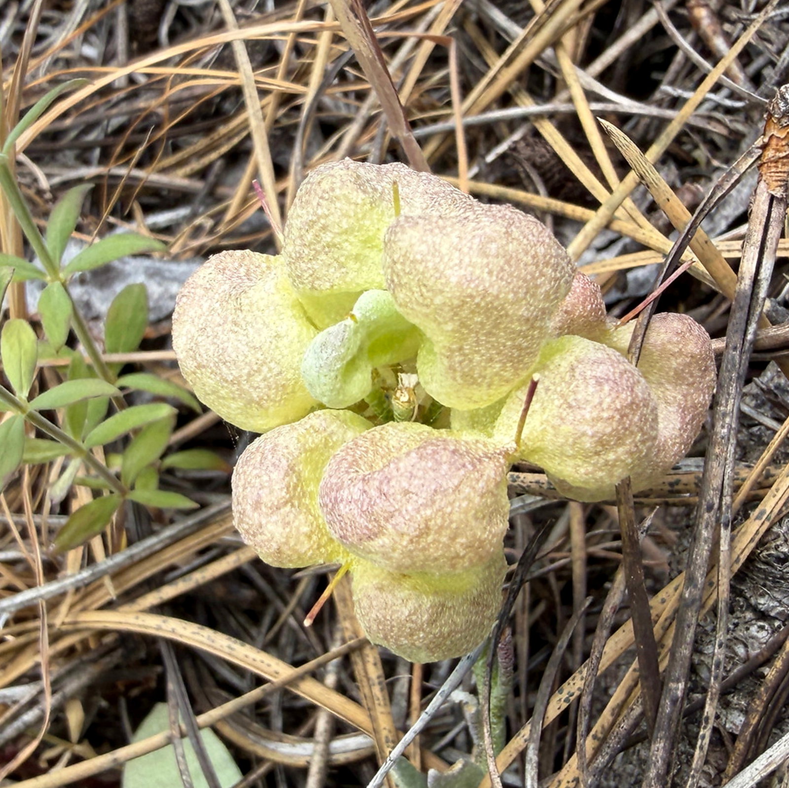 Physaria Alpestris